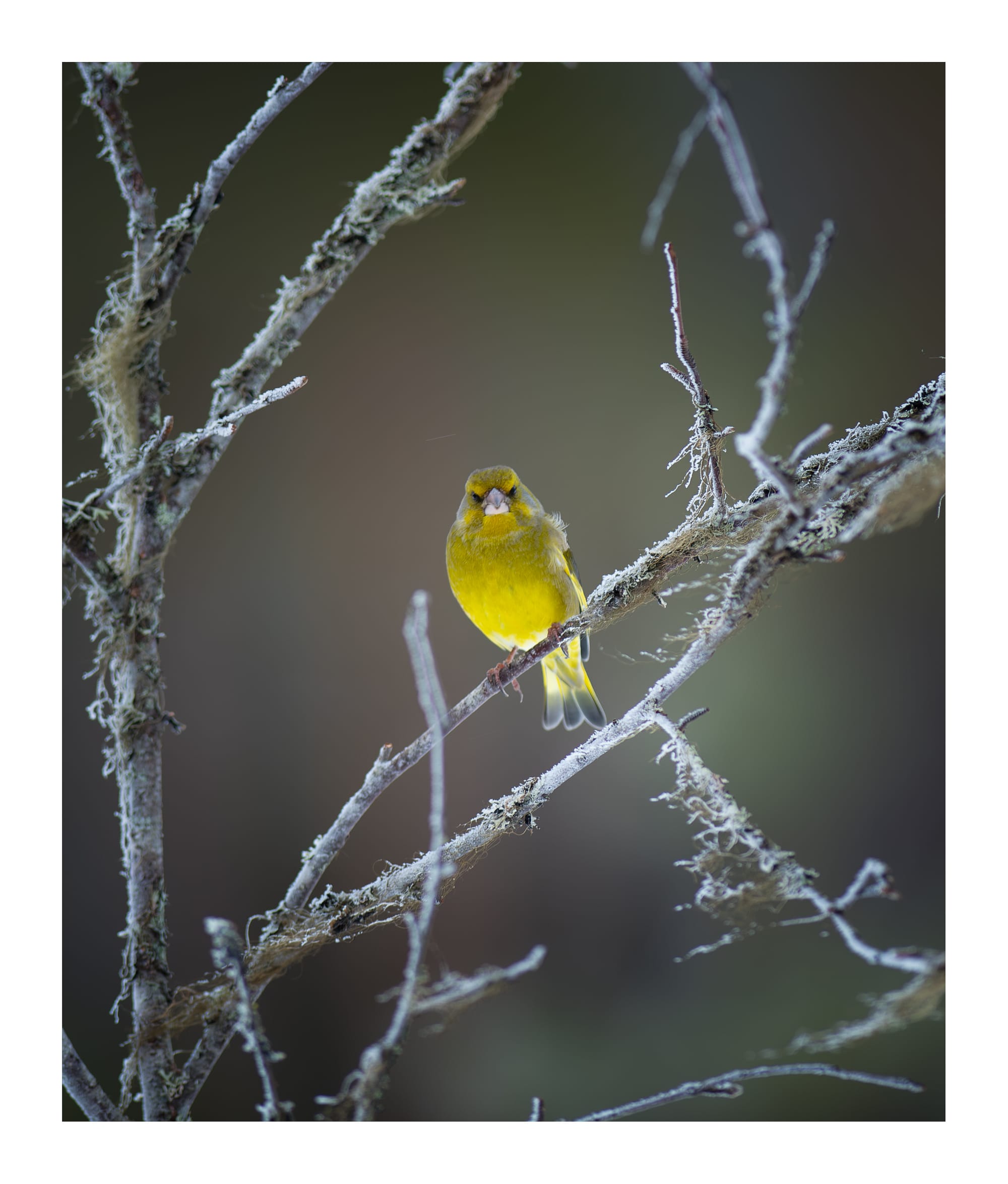 Small Birds & Mammals