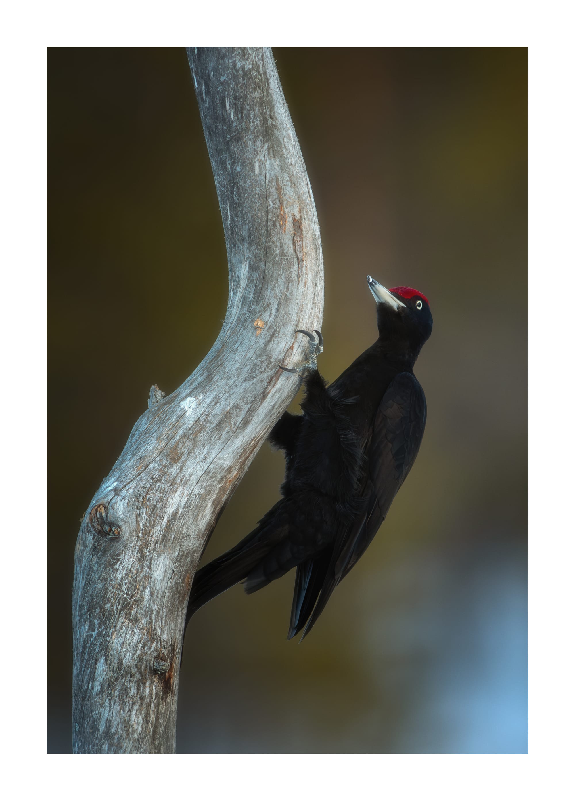 Small Birds & Mammals