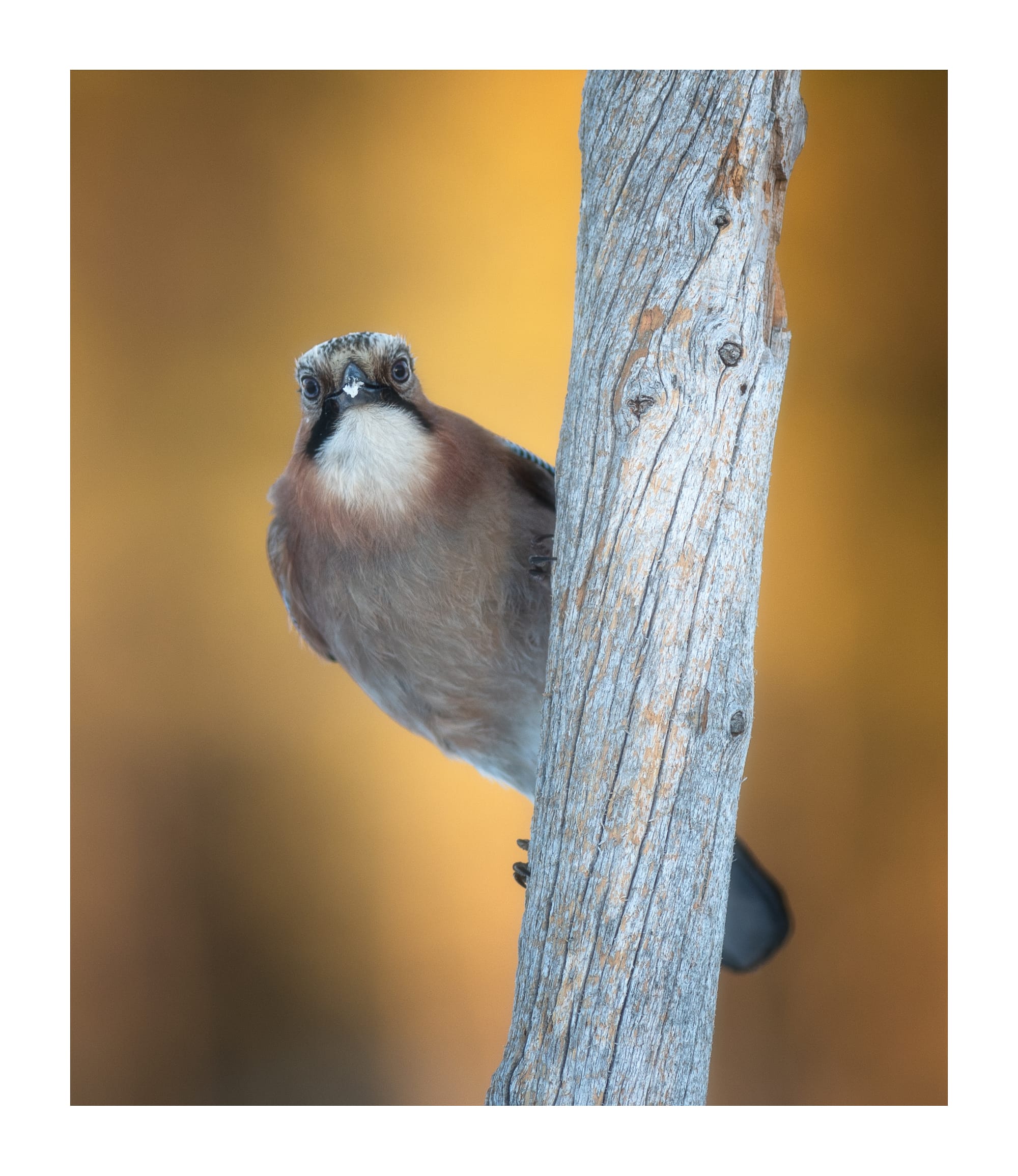 Small Birds & Mammals