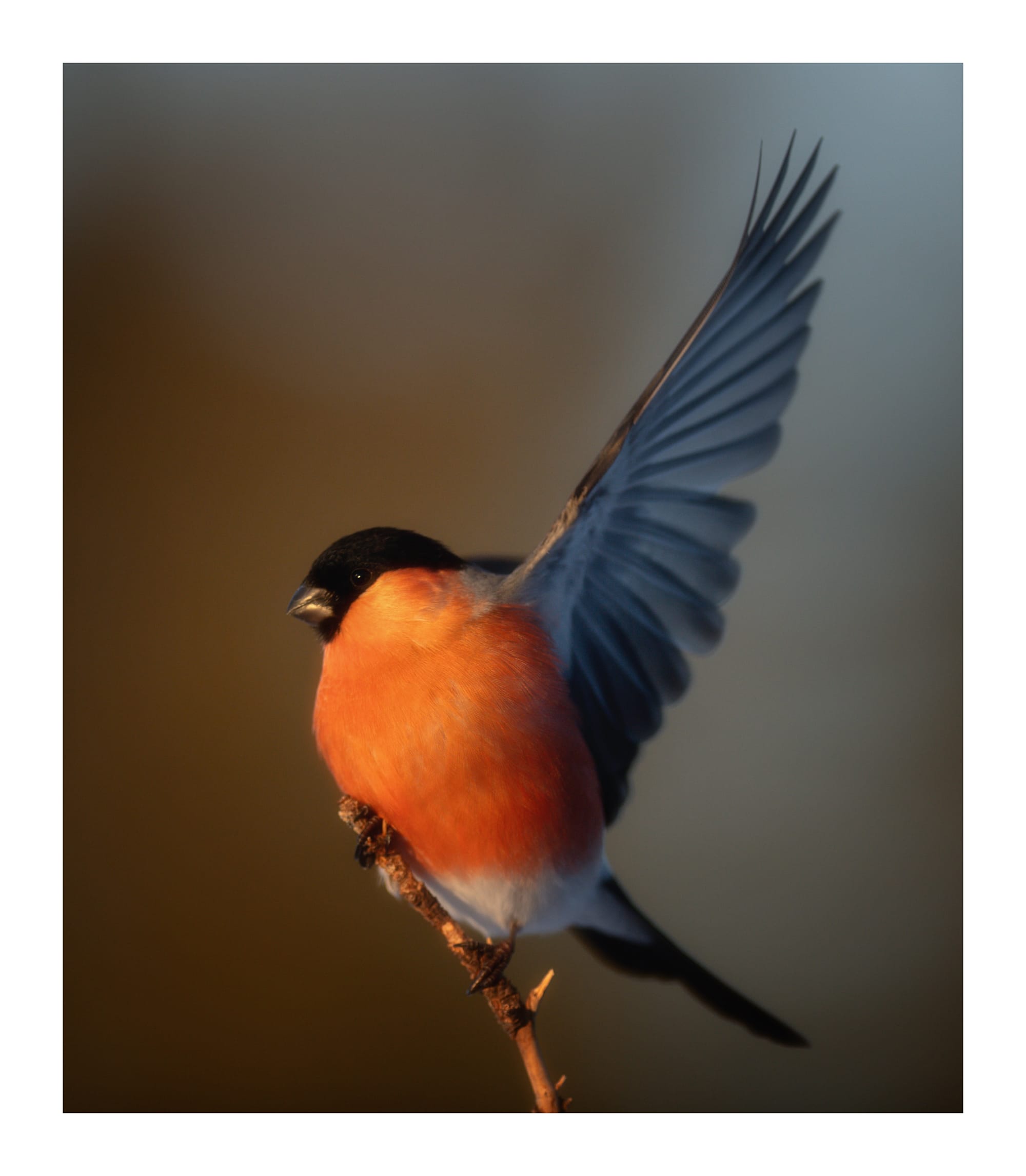 Small Birds & Mammals