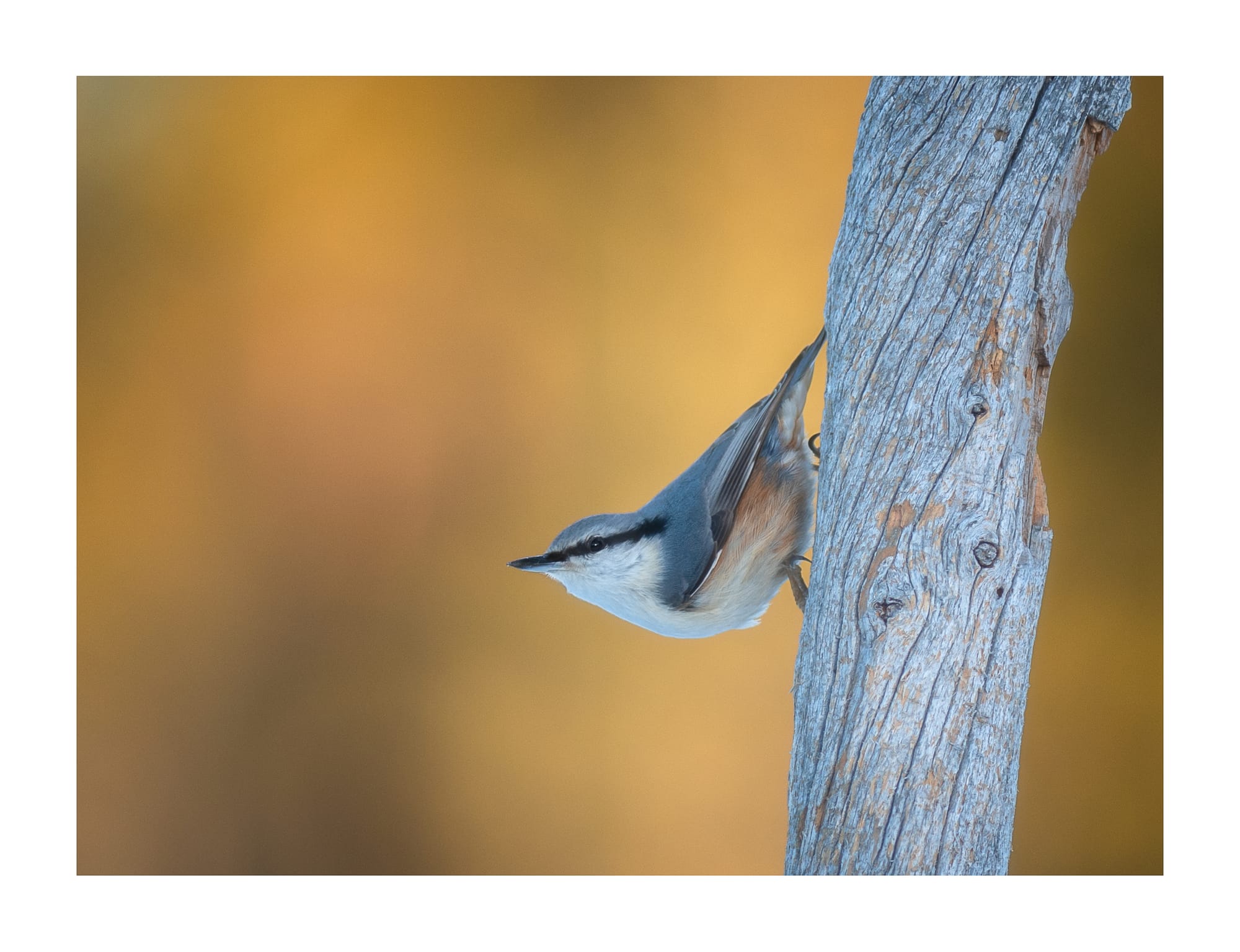 Small Birds & Mammals