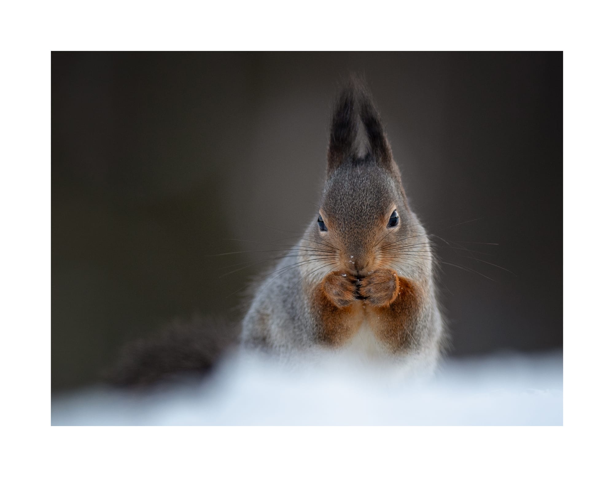 Small Birds & Mammals