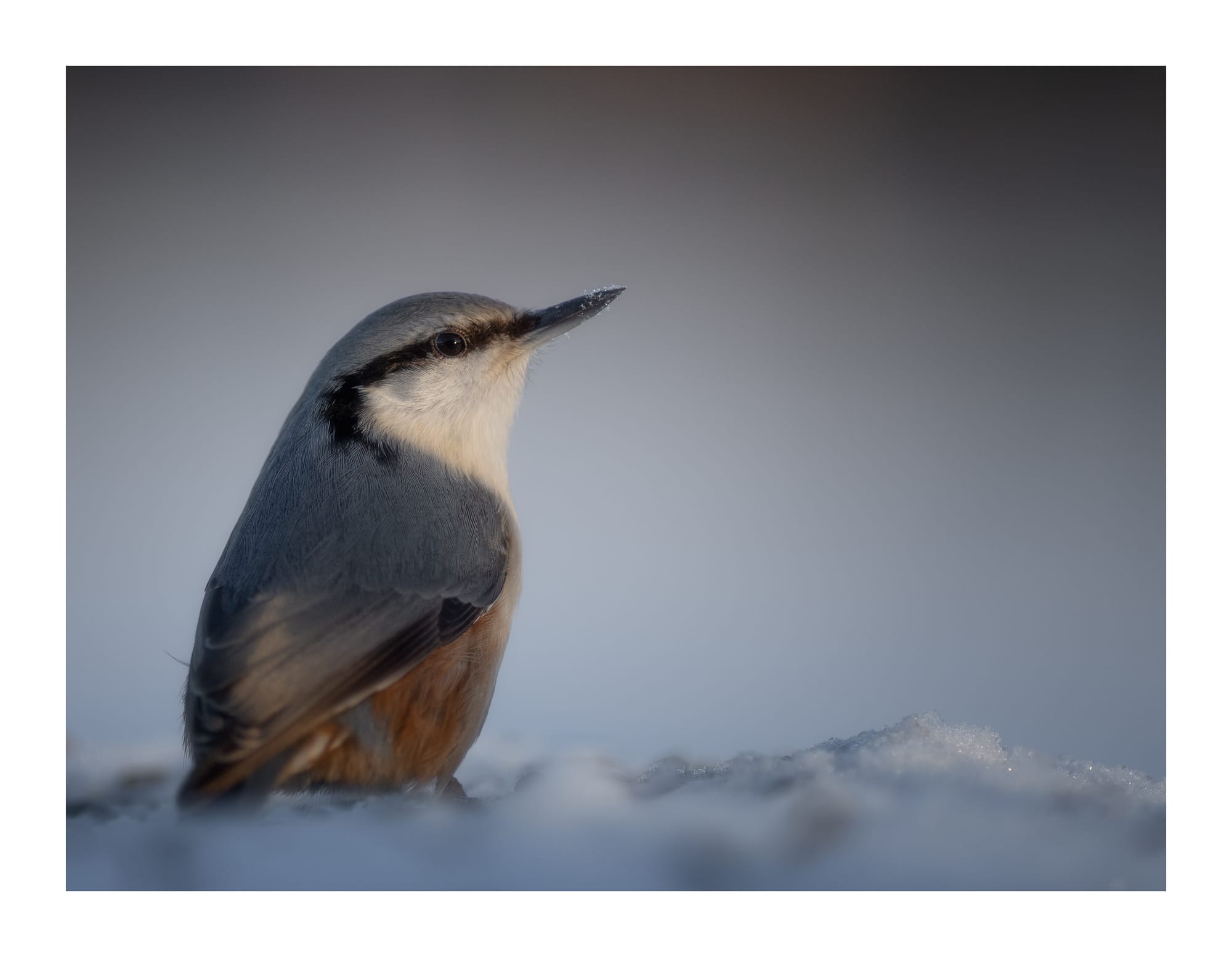 Small Birds & Mammals