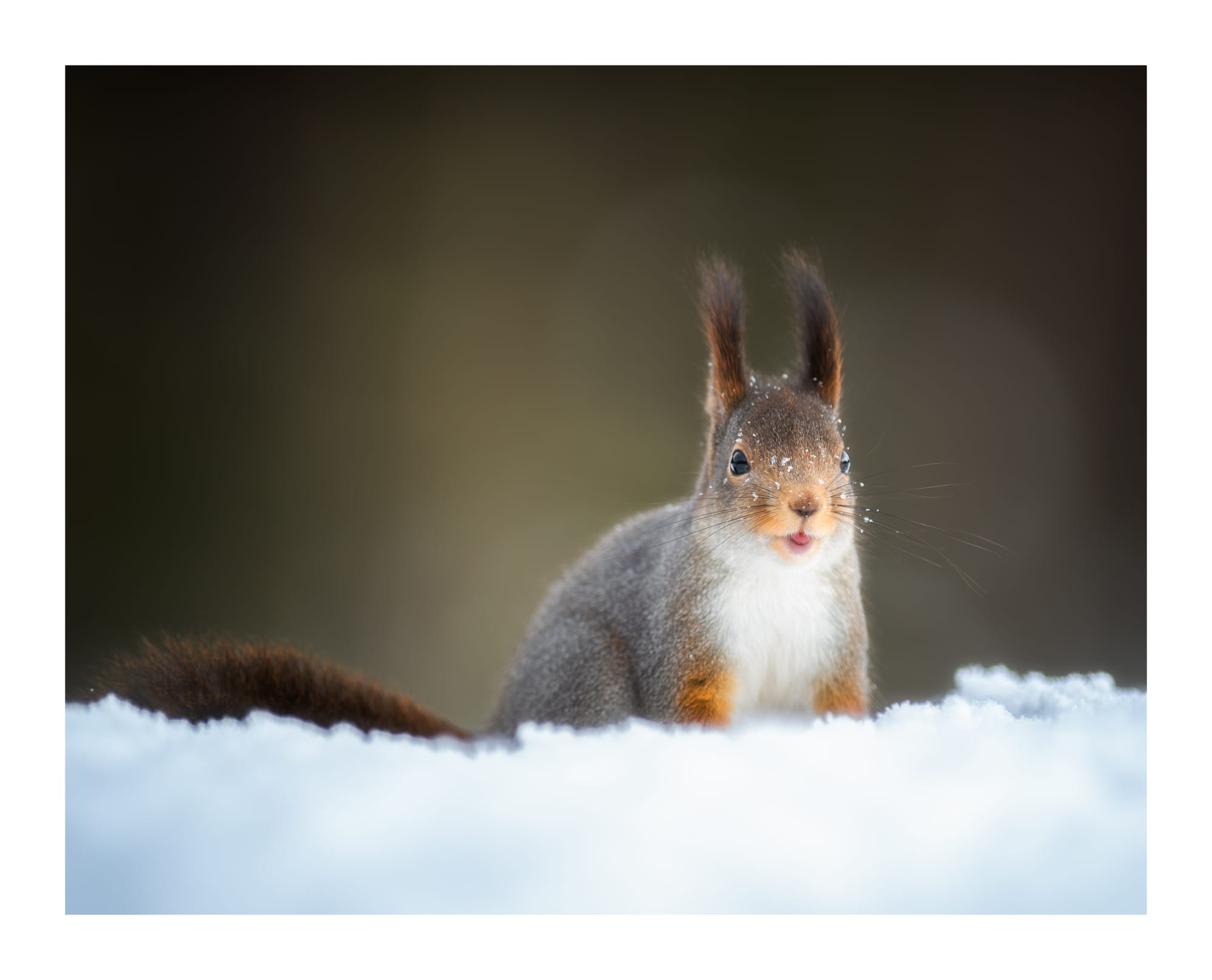 Small Birds & Mammals