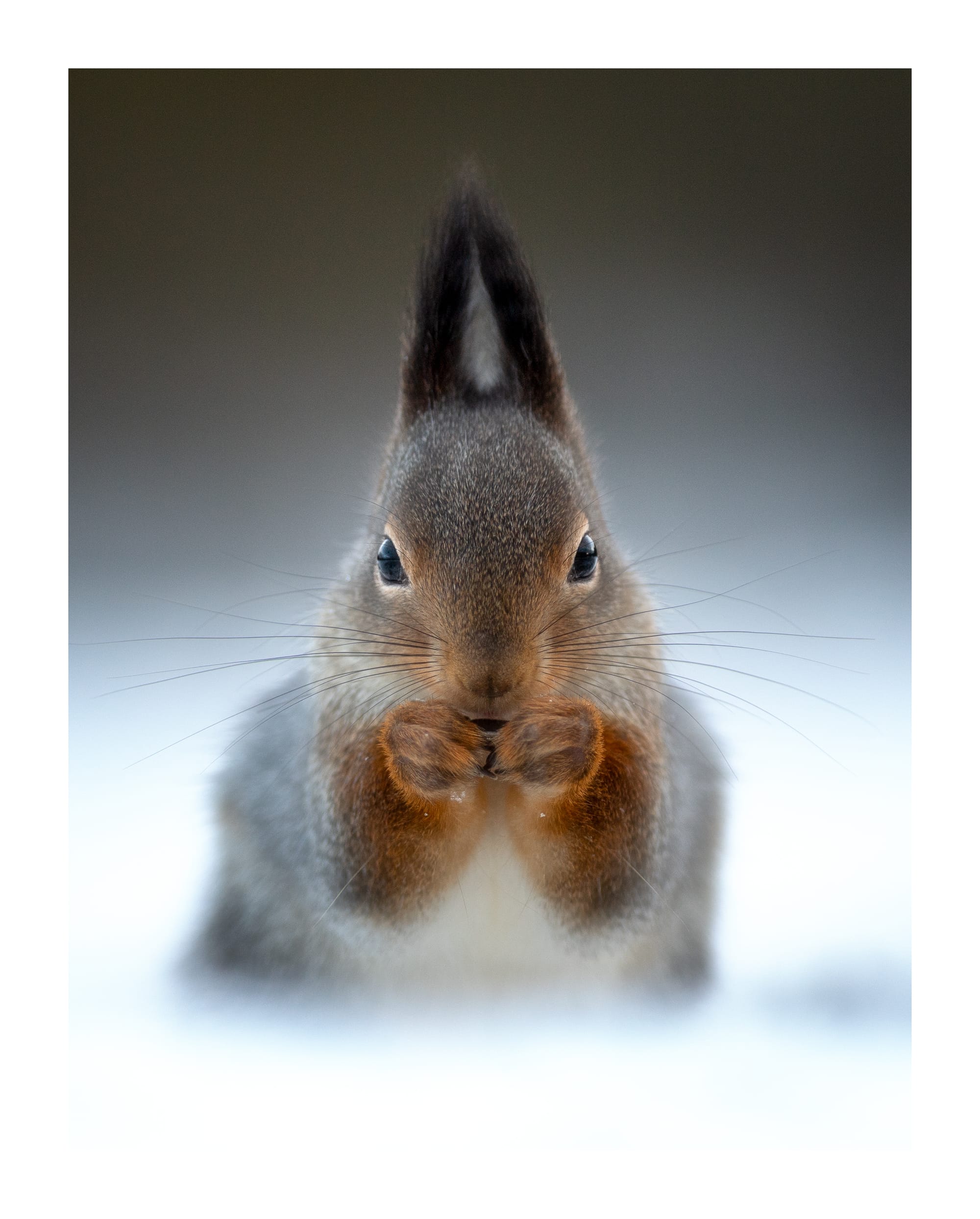 Small Birds & Mammals