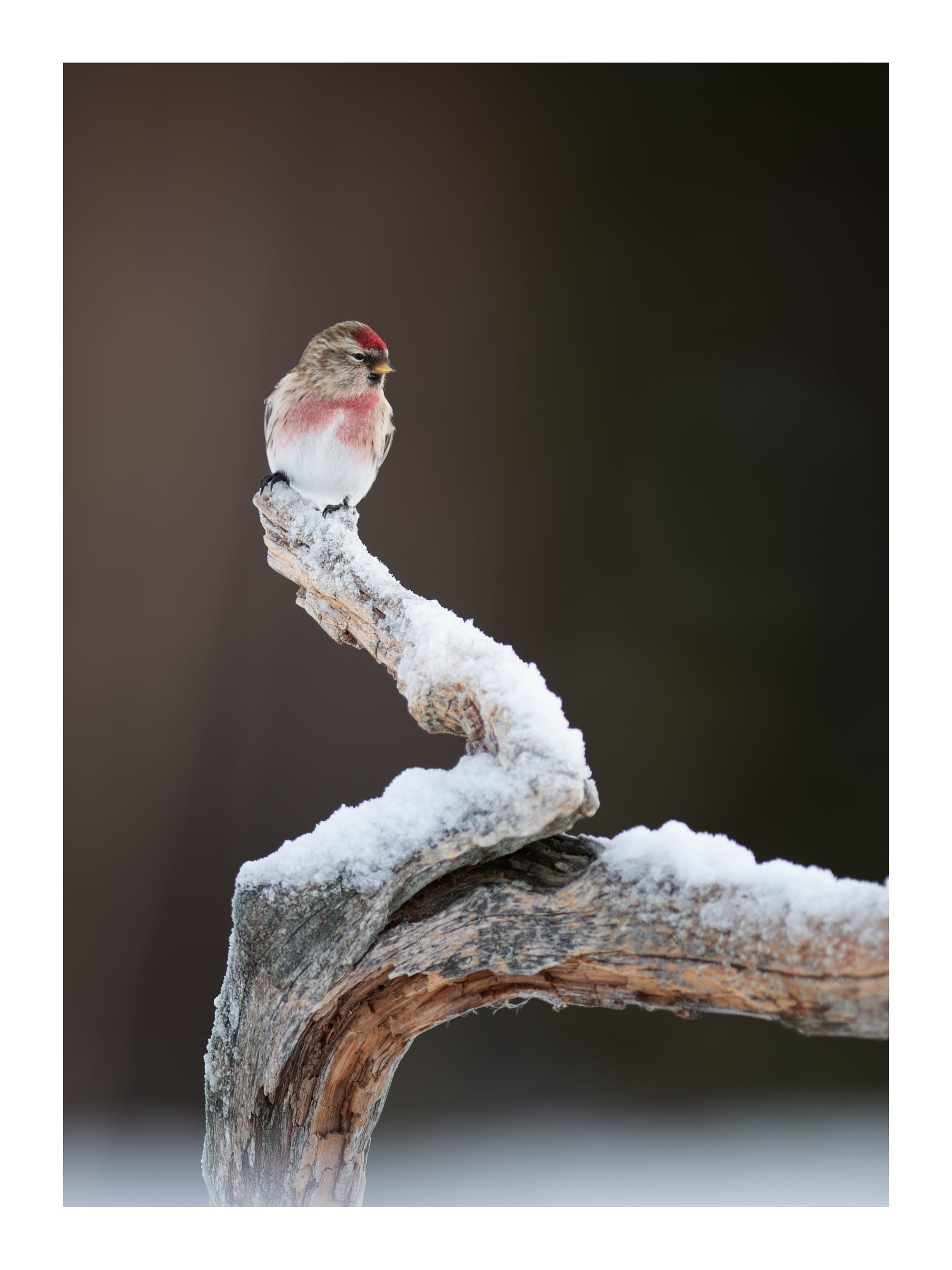 Small Birds & Mammals