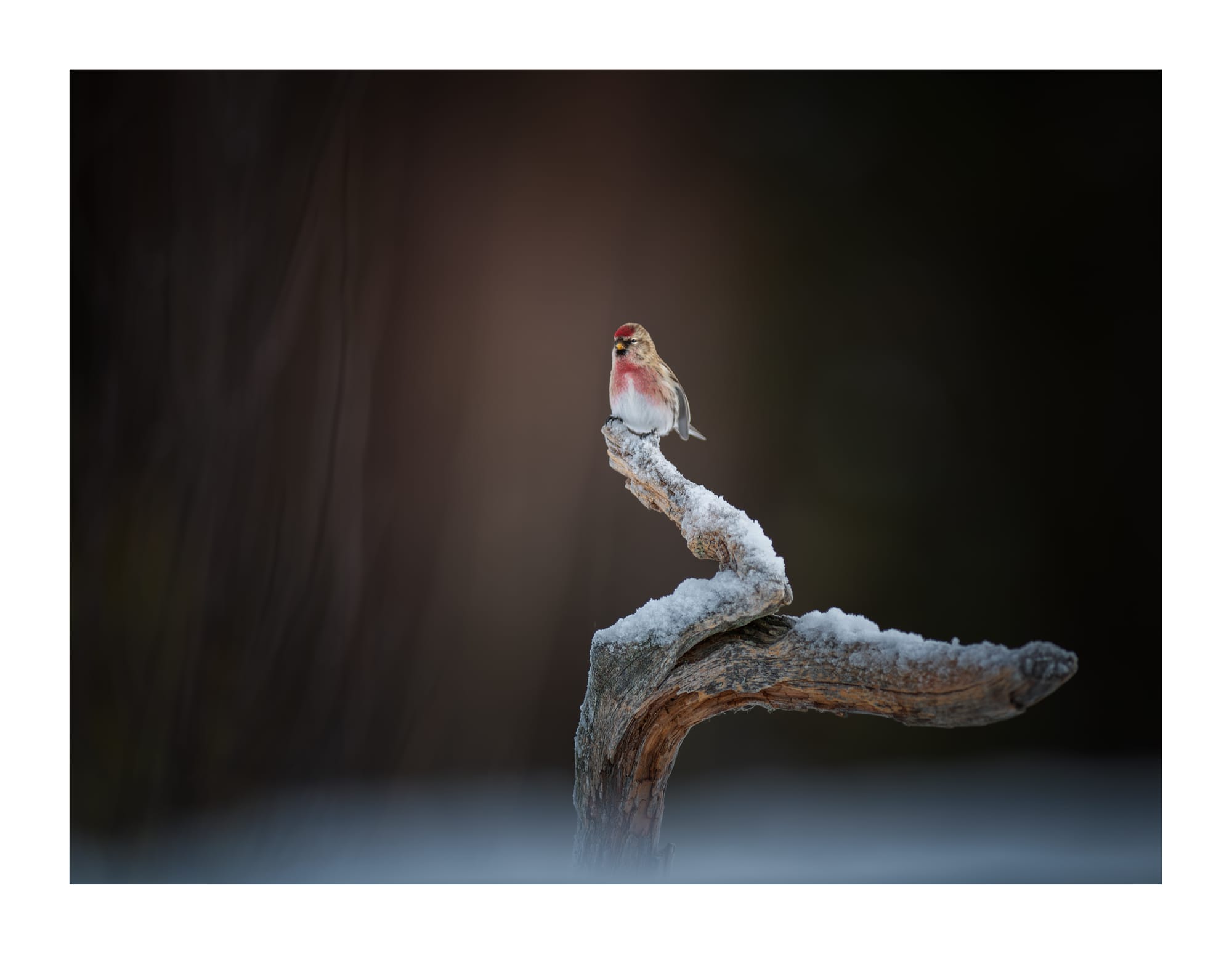 Small Birds & Mammals