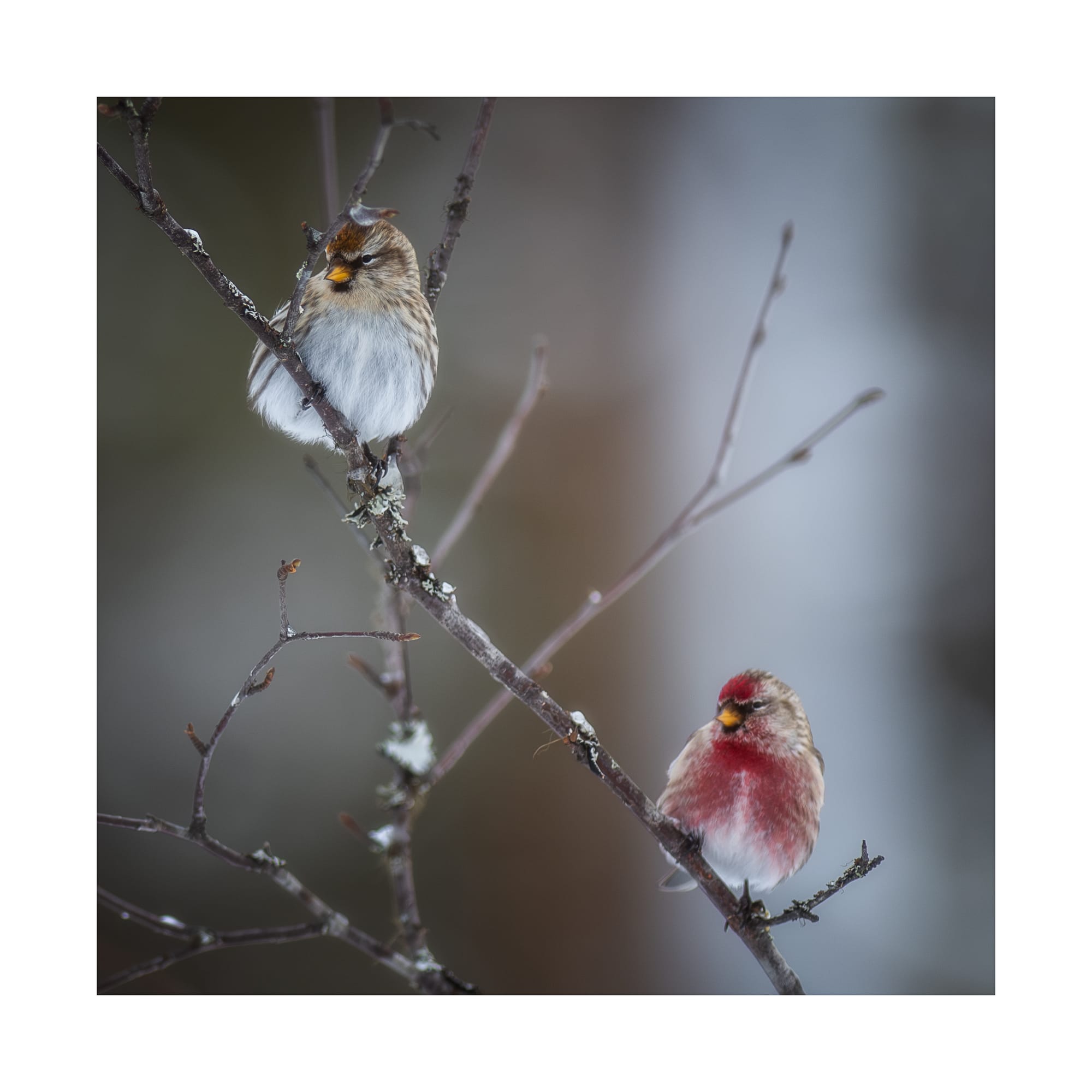 Small Birds & Mammals