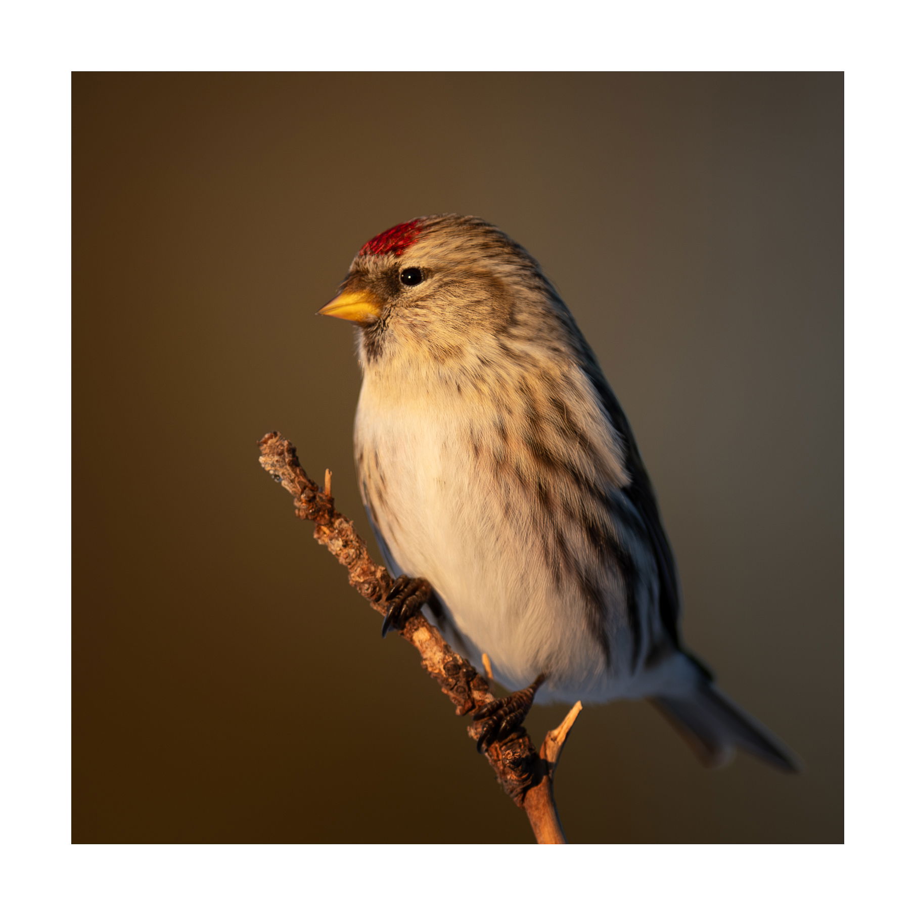 Small Birds & Mammals