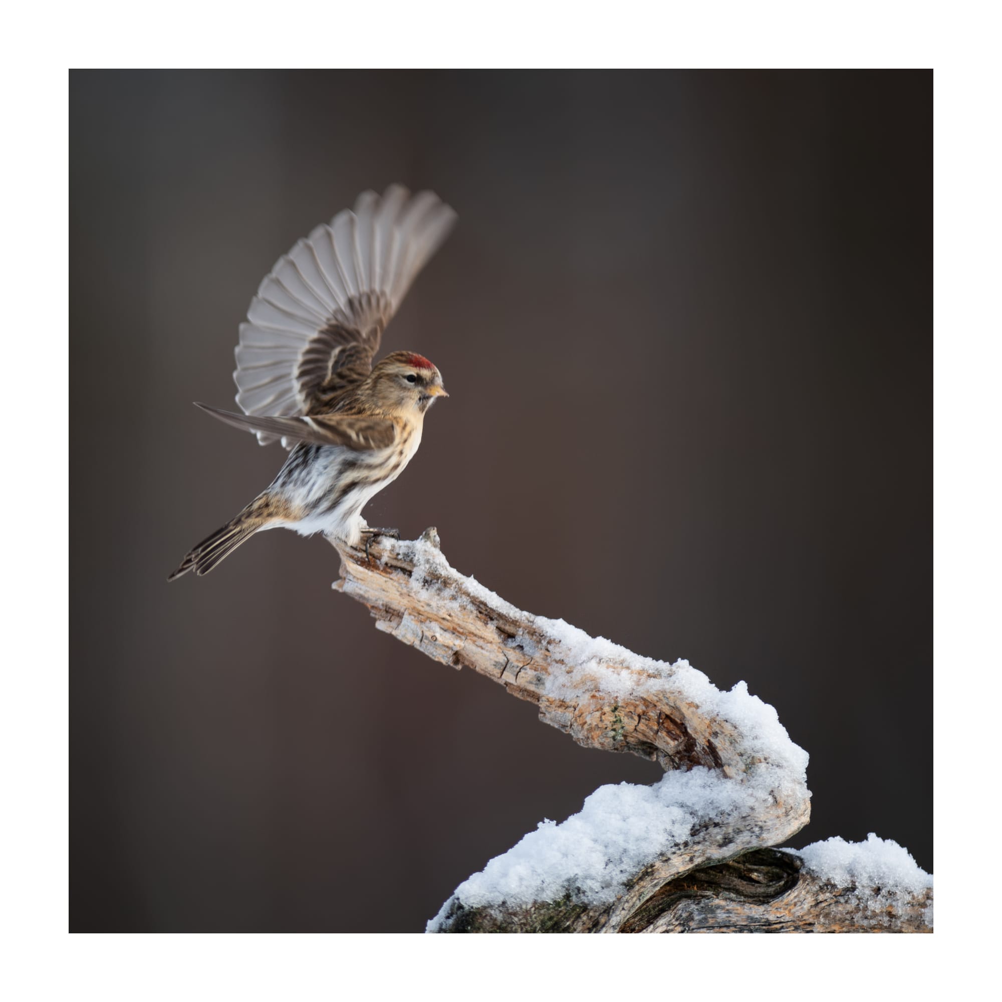 Small Birds & Mammals