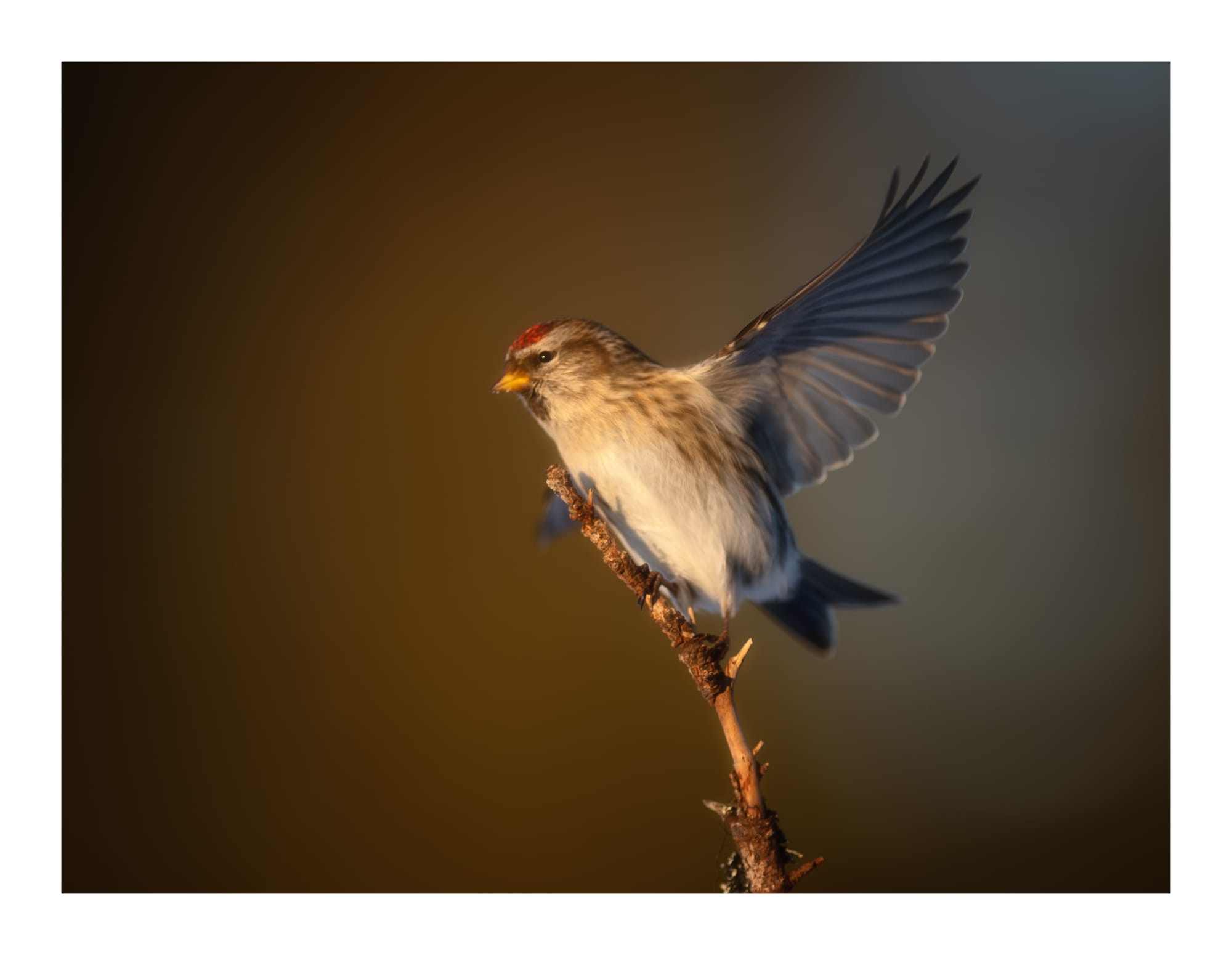 Small Birds & Mammals