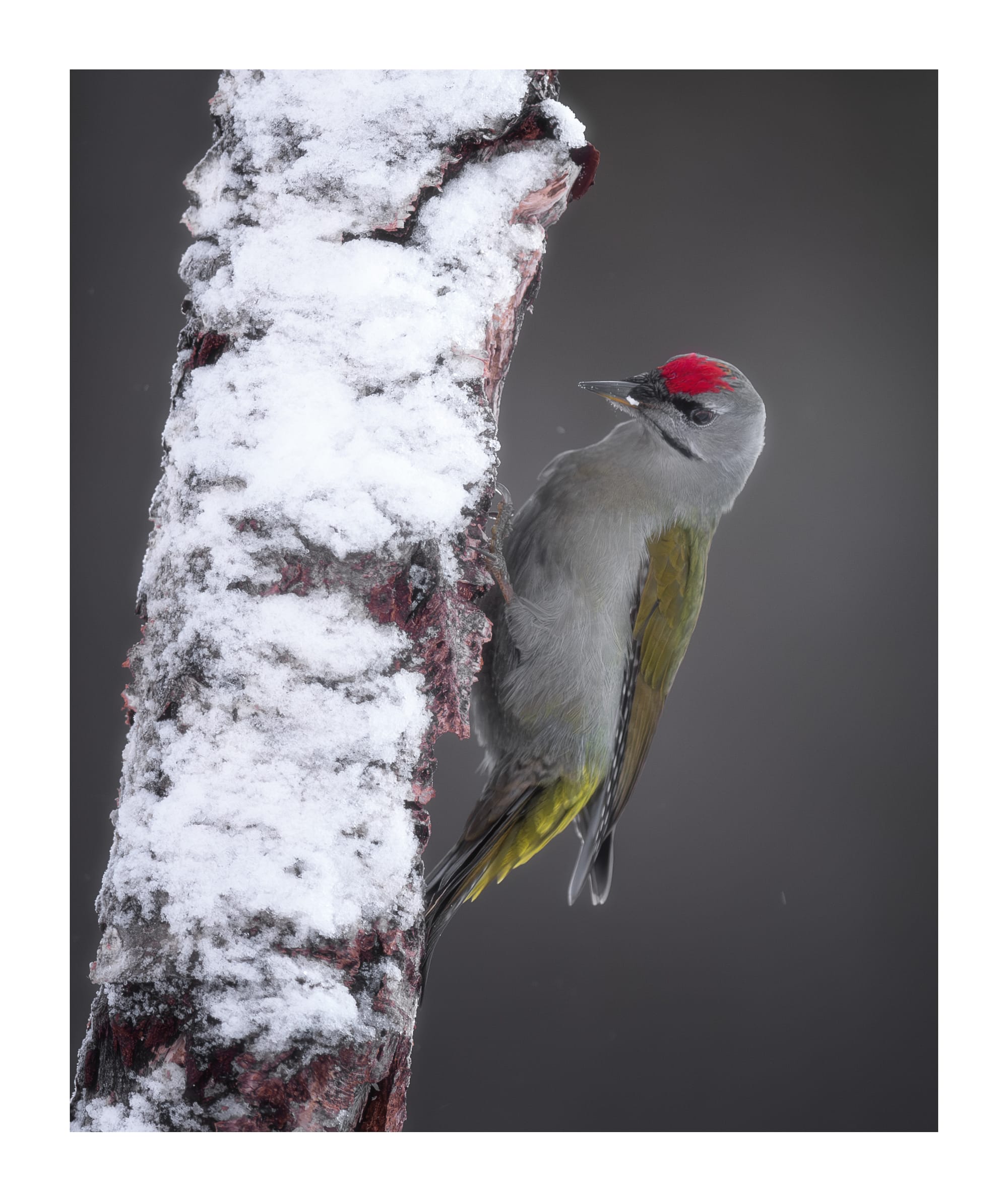 Small Birds & Mammals