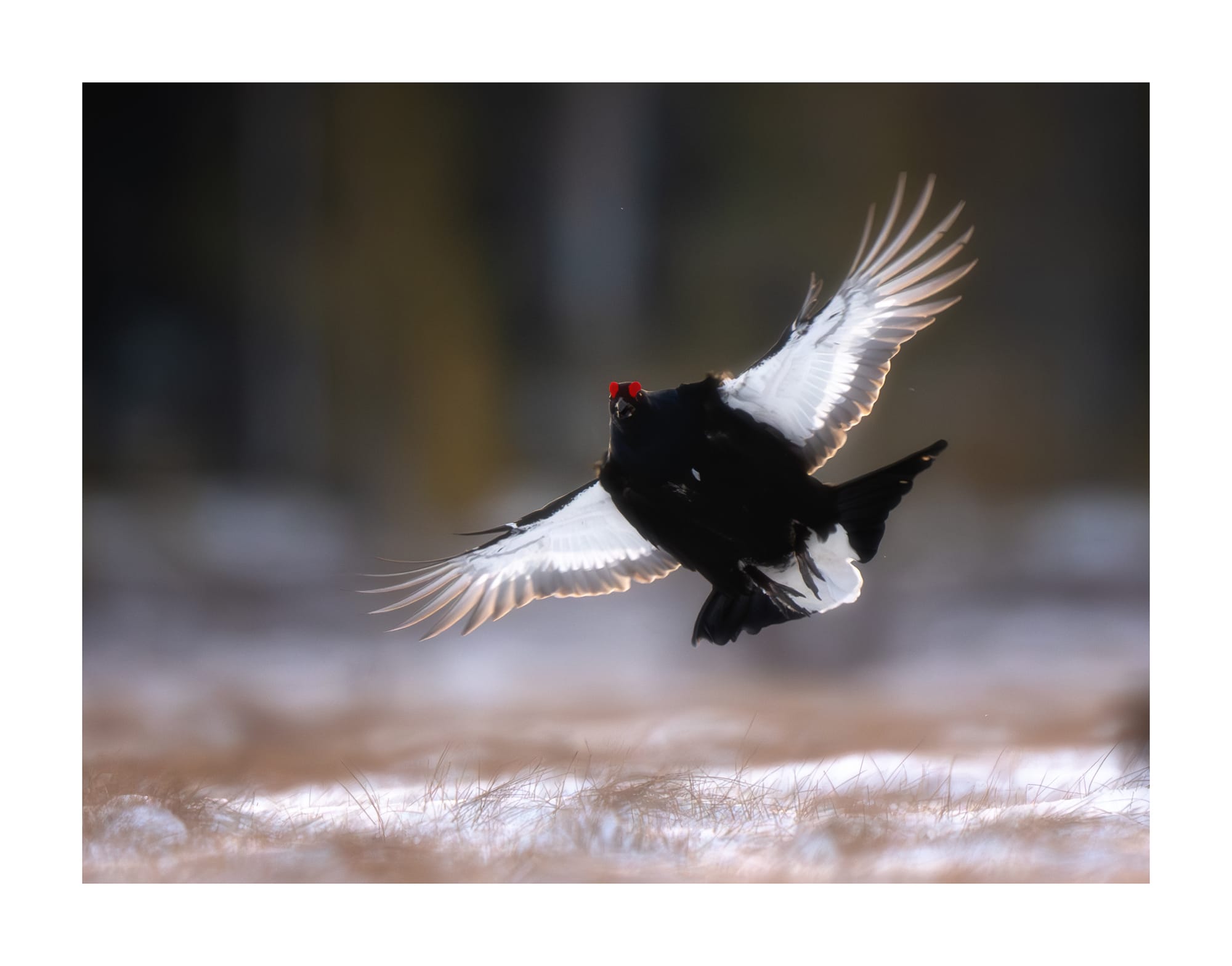 Black Grouse Lek - Sweden