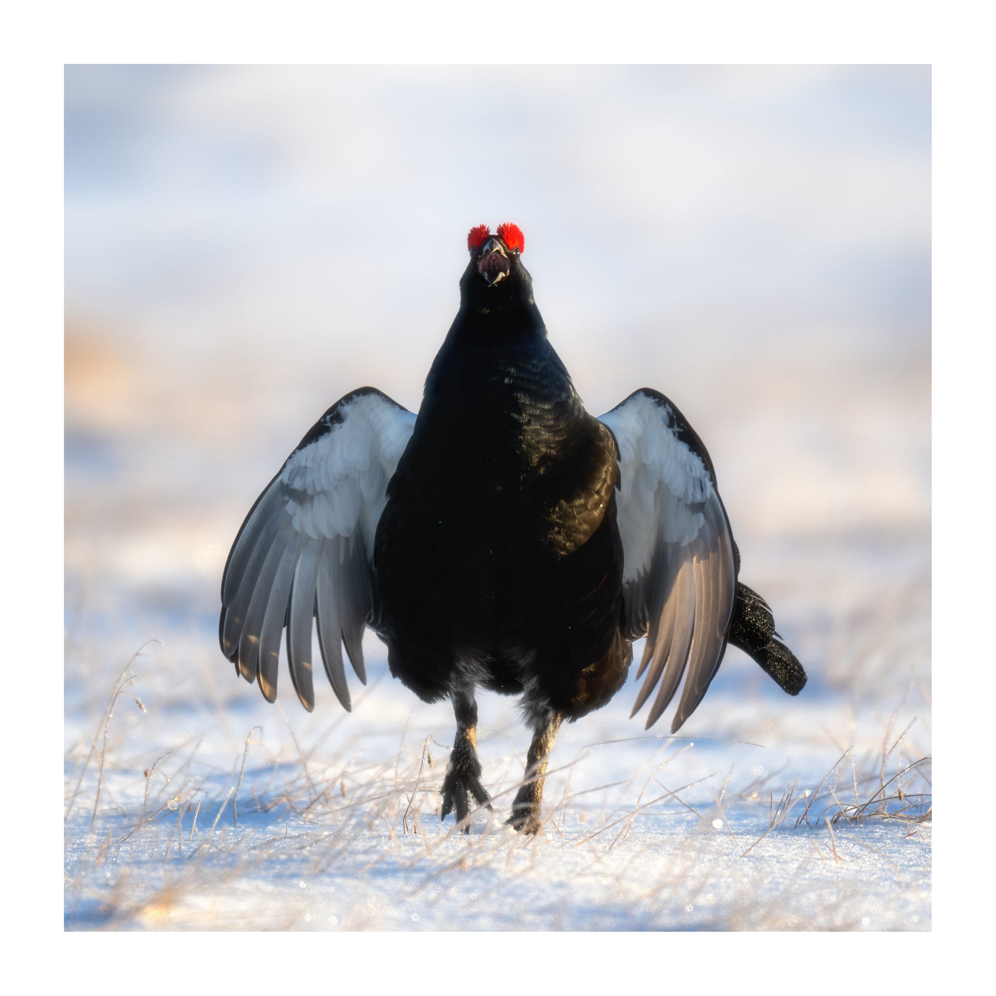 Black Grouse Lek - Sweden