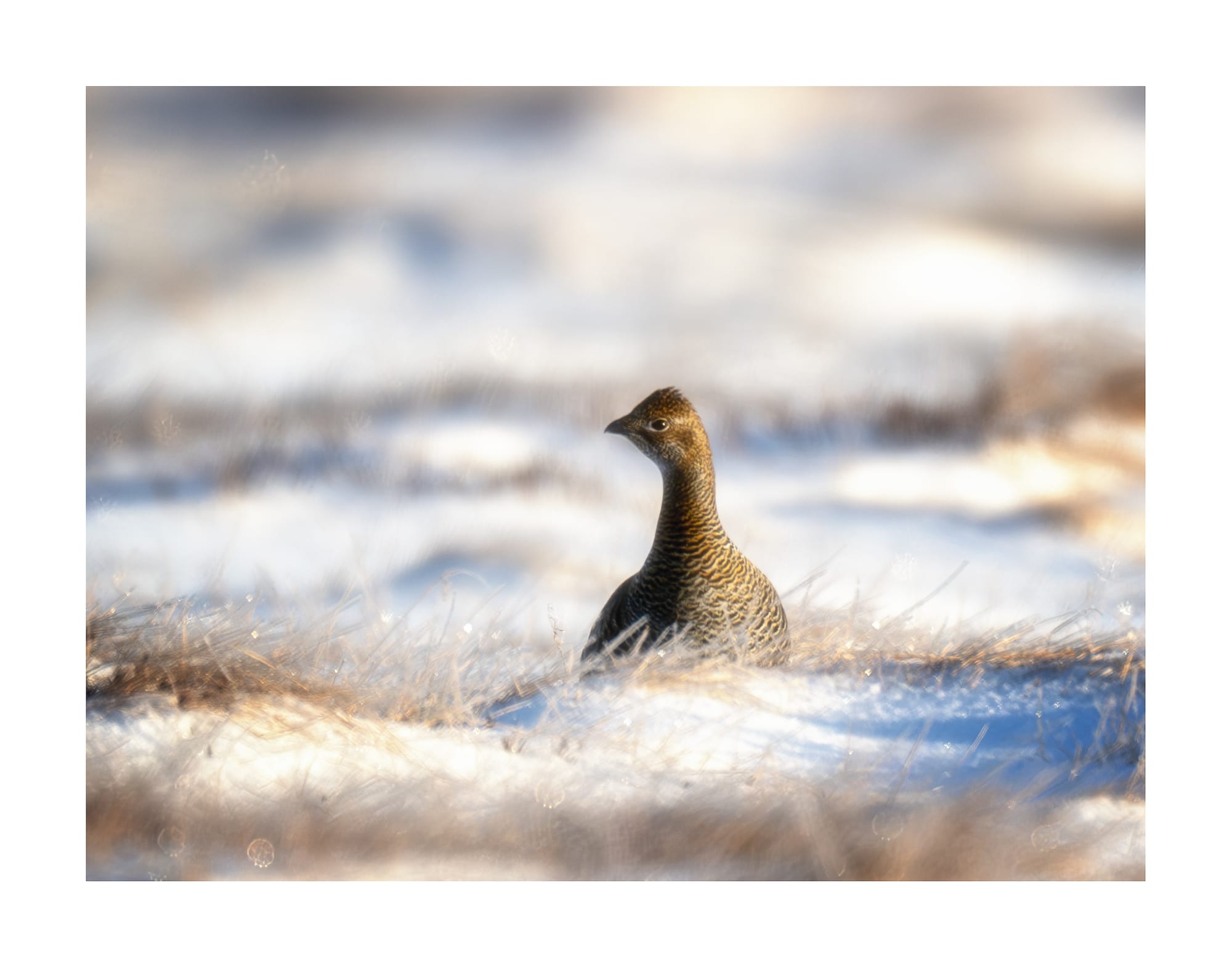 Black Grouse Lek - Sweden