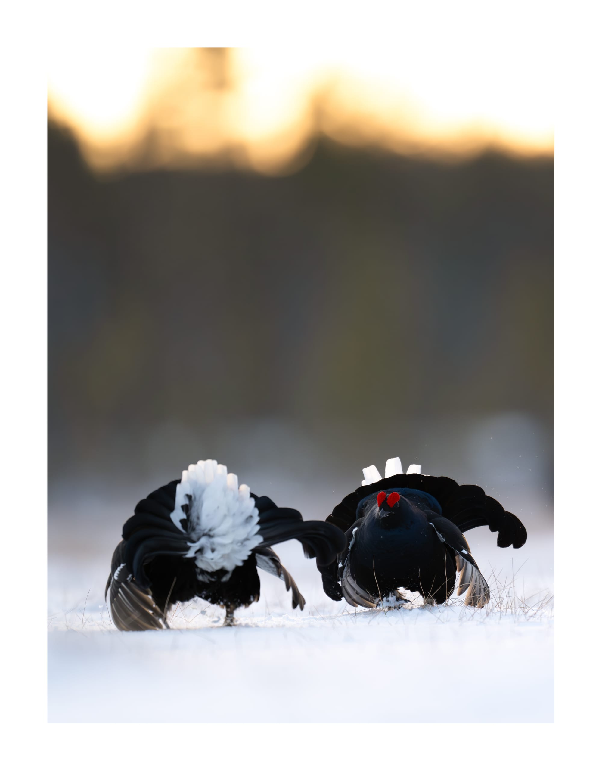 Black Grouse Lek - Sweden