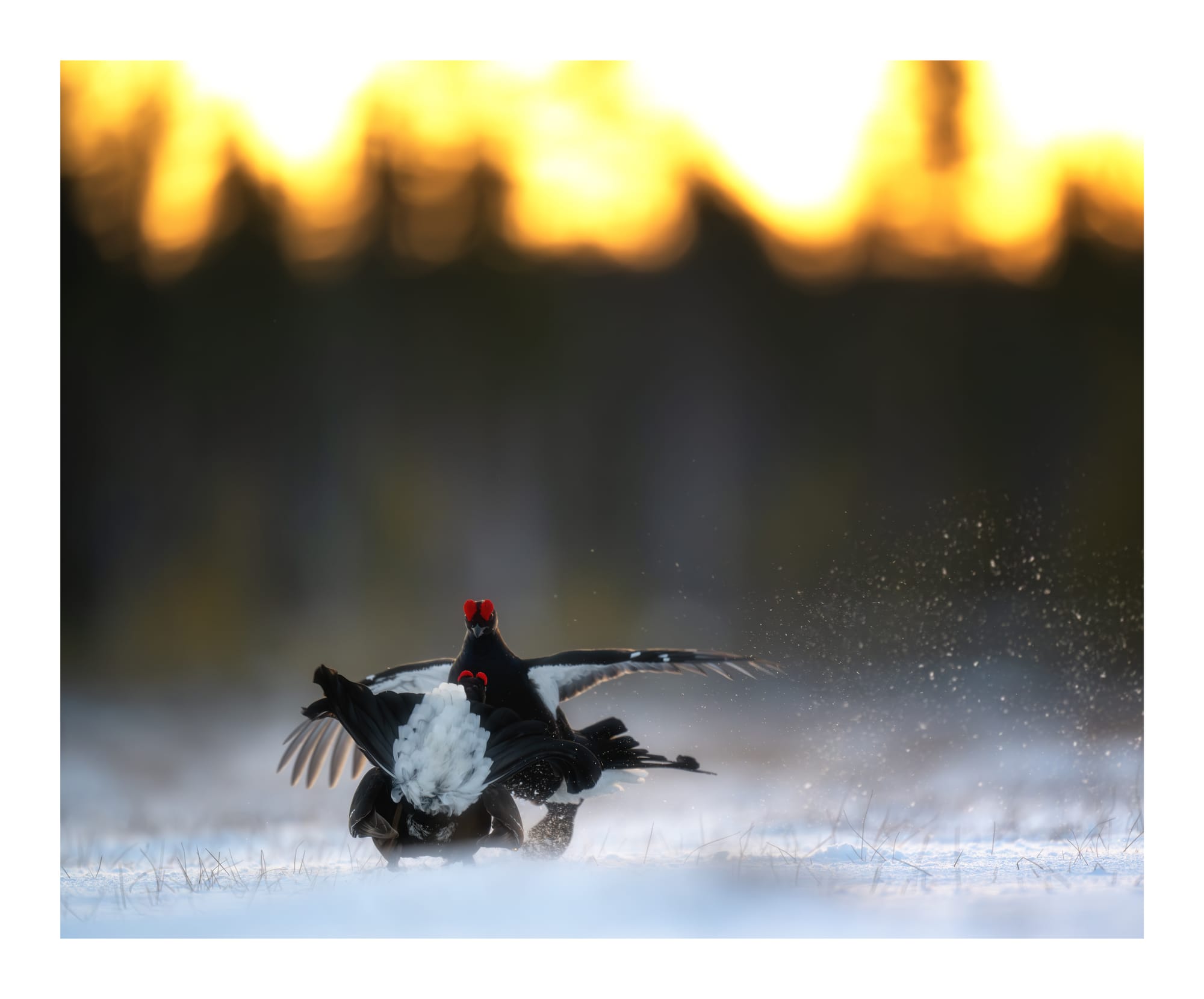 Black Grouse Lek - Sweden