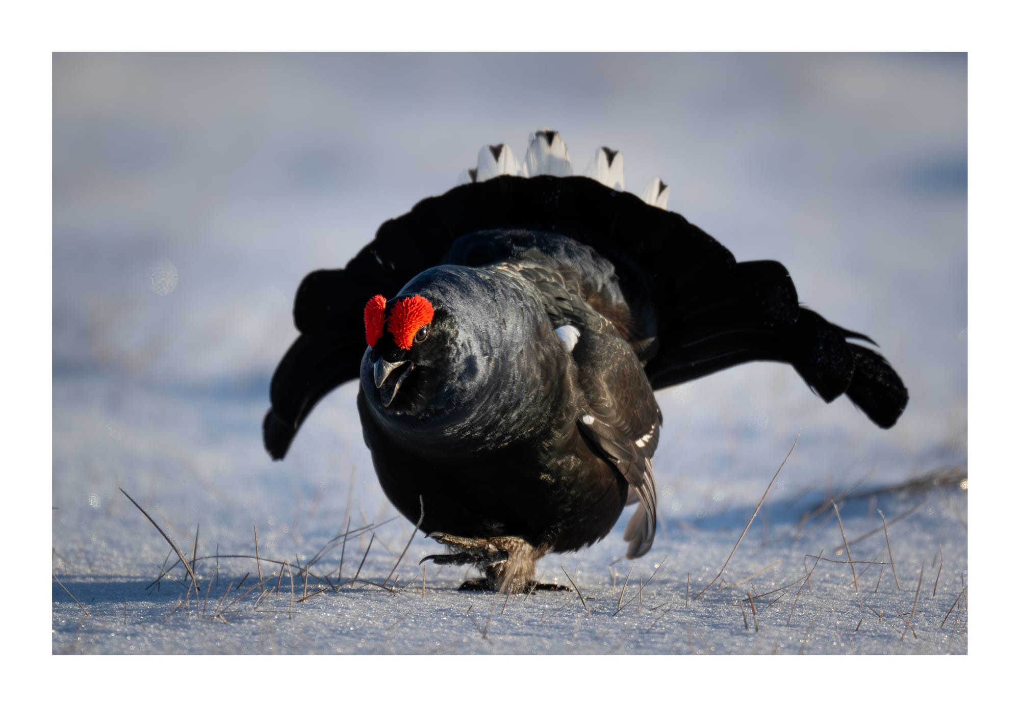 Black Grouse Lek - Sweden