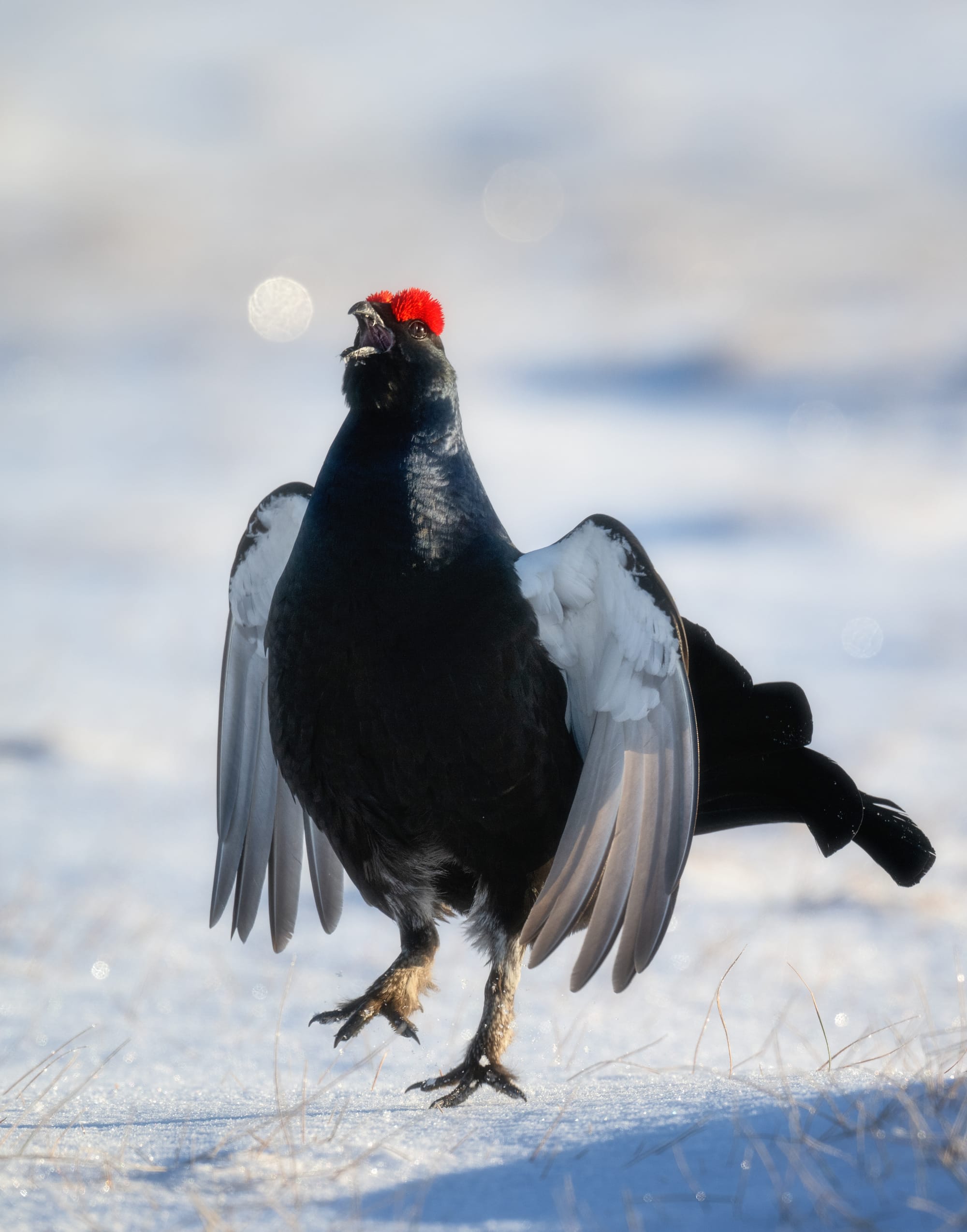 Black Grouse Lek - Sweden