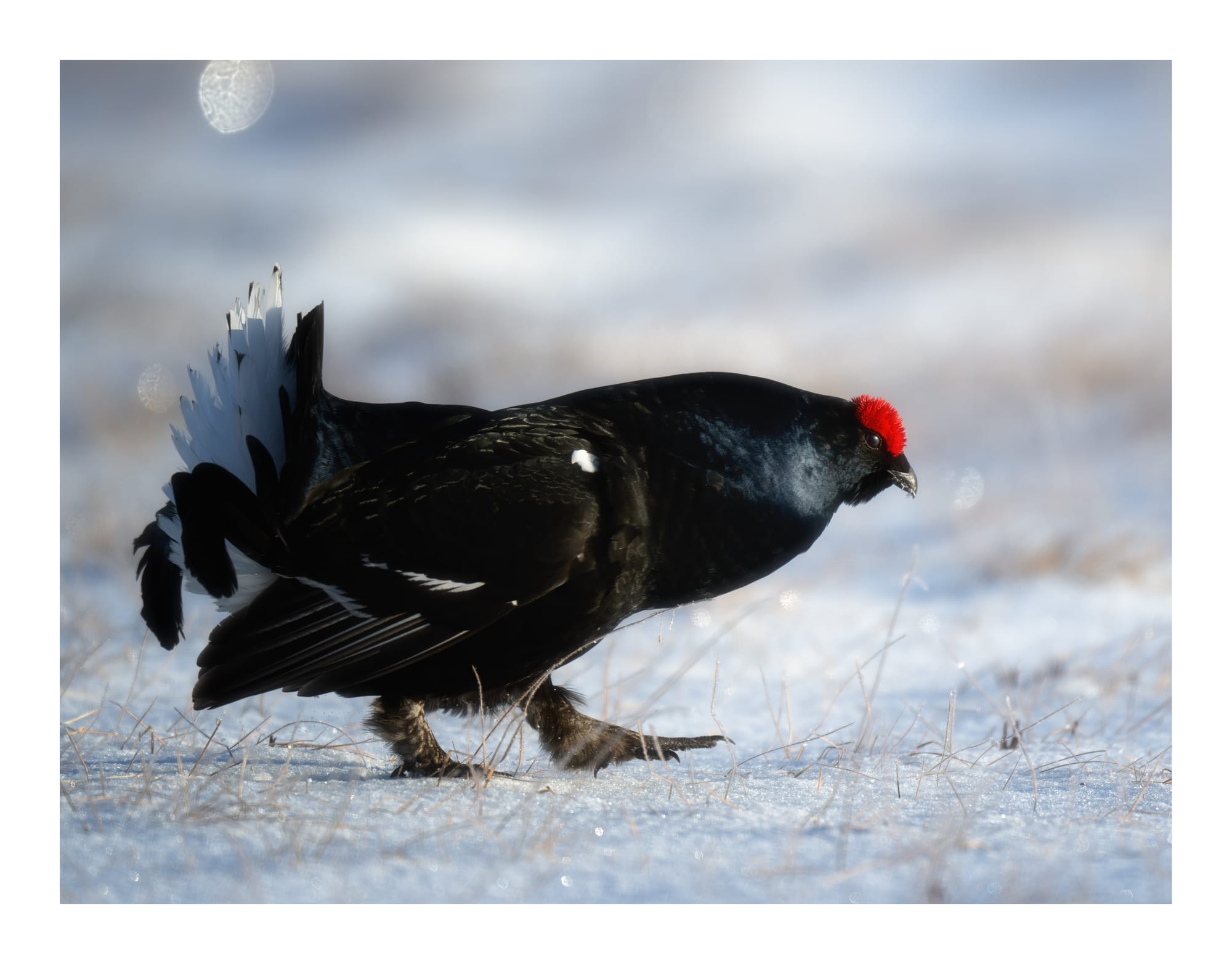 Black Grouse Lek - Sweden