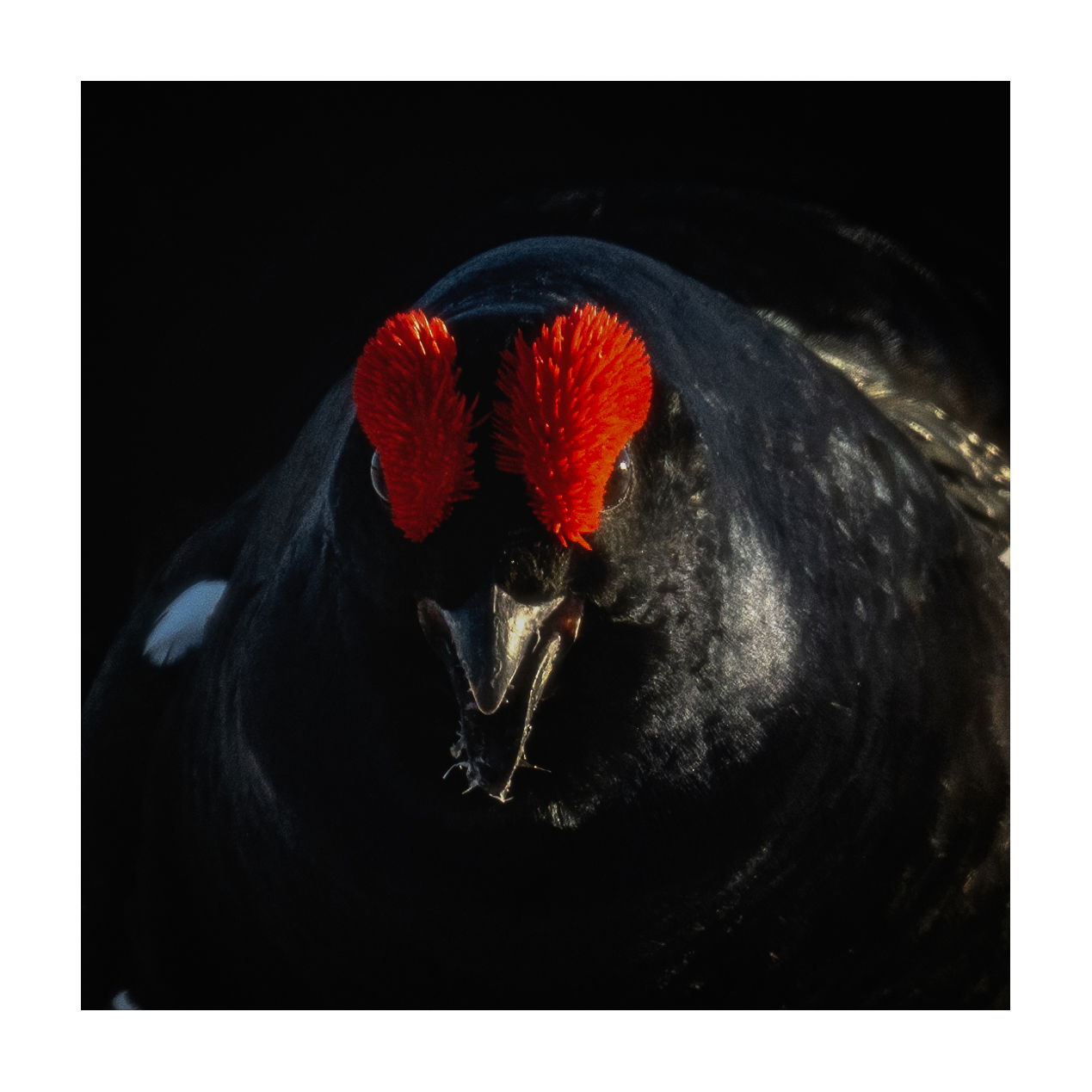 Black Grouse Lek - Sweden