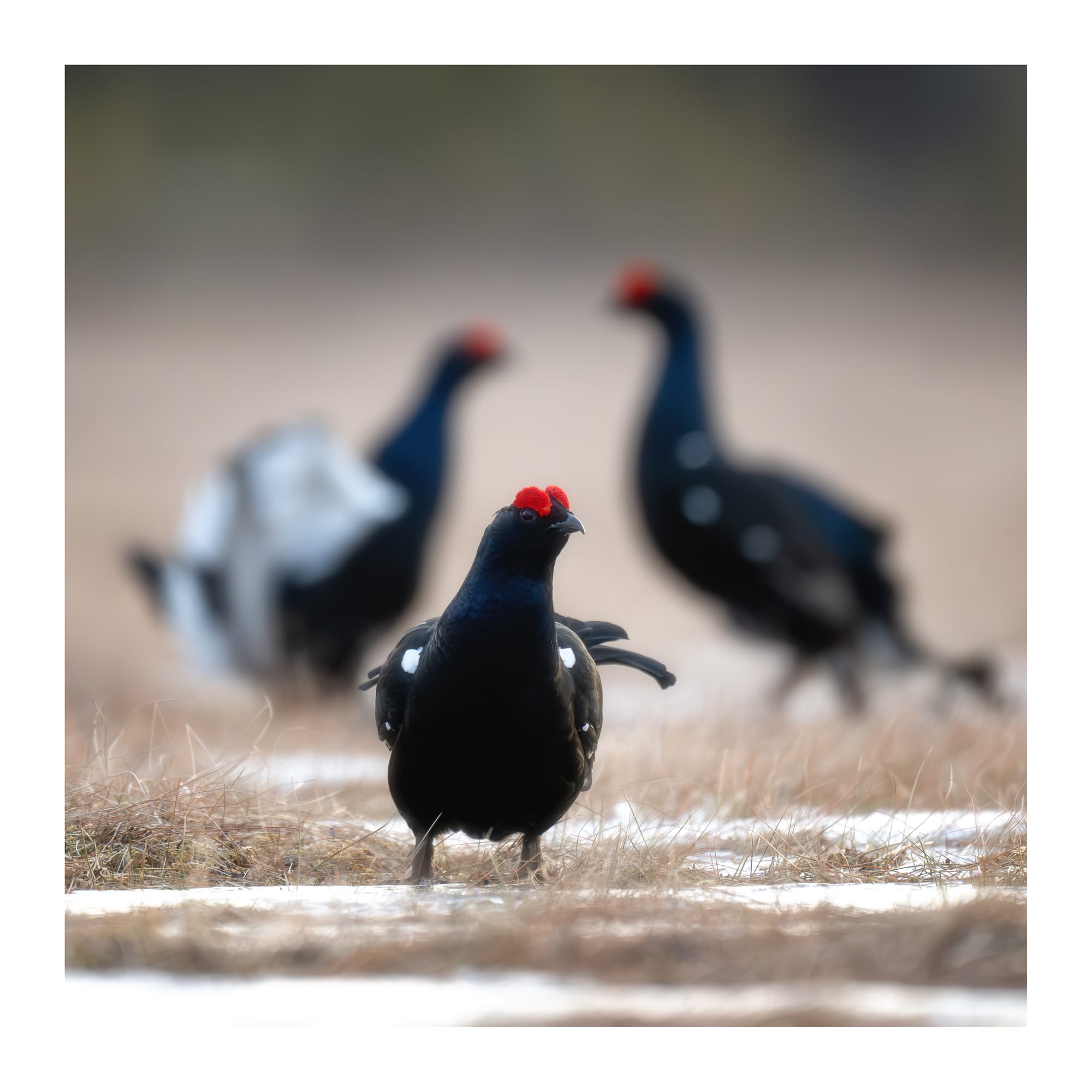 Black Grouse Lek - Sweden