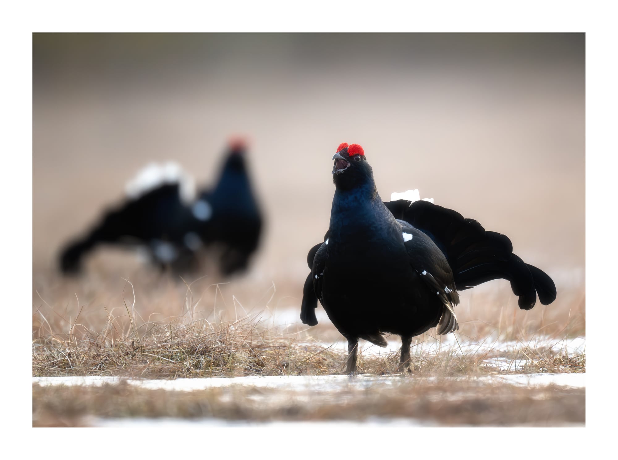 Black Grouse Lek - Sweden