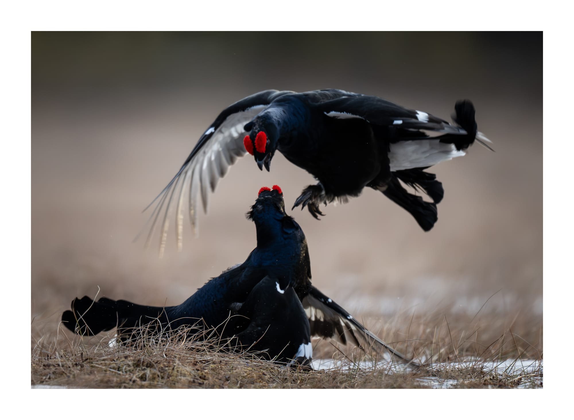 Black Grouse Lek - Sweden