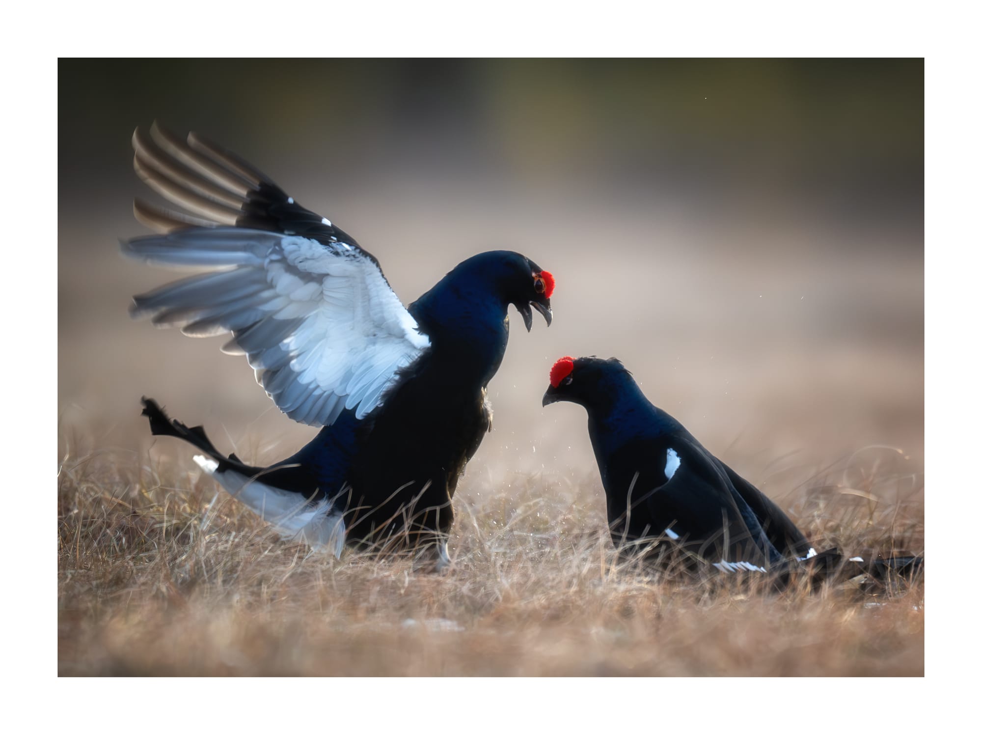 Black Grouse Lek - Sweden