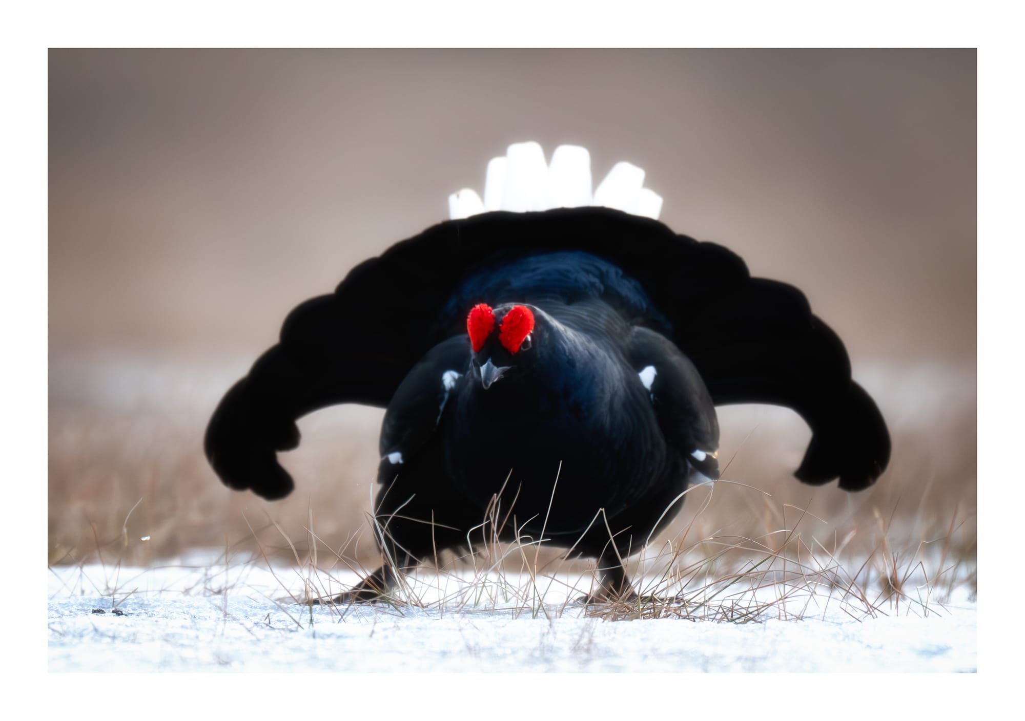 Black Grouse Lek - Sweden