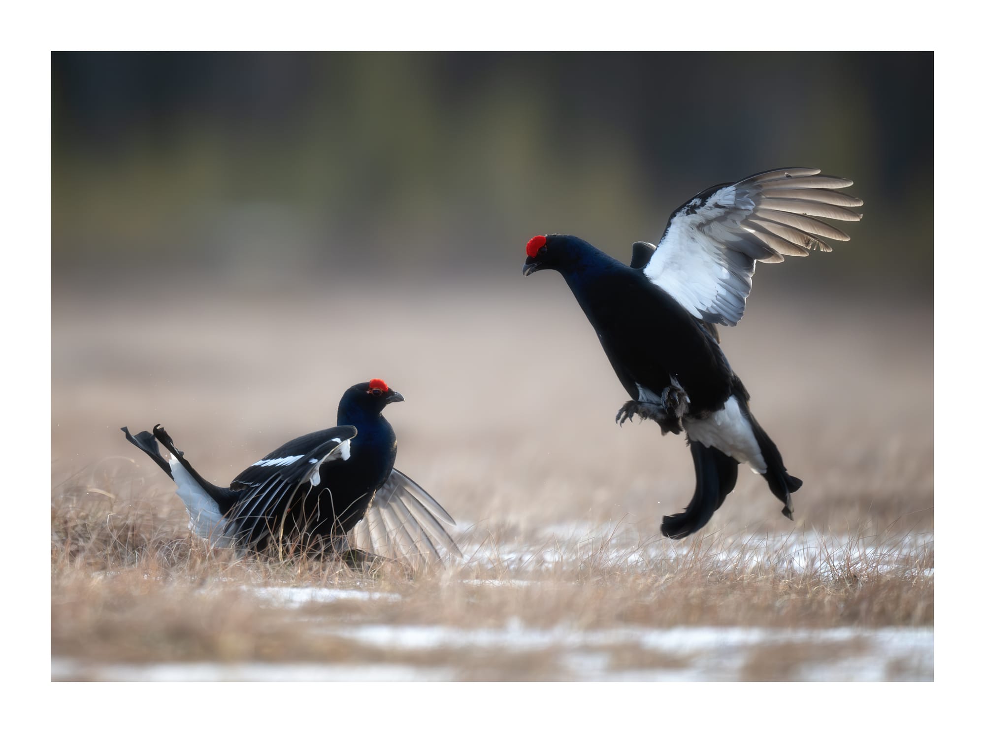 Black Grouse Lek - Sweden