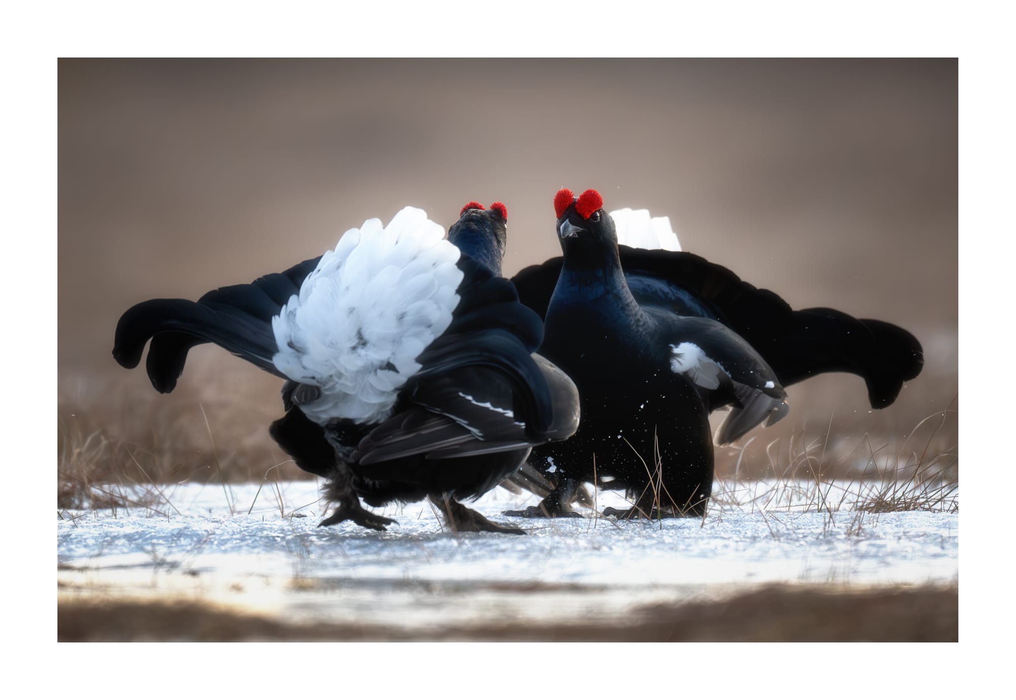 Black Grouse Lek - Sweden