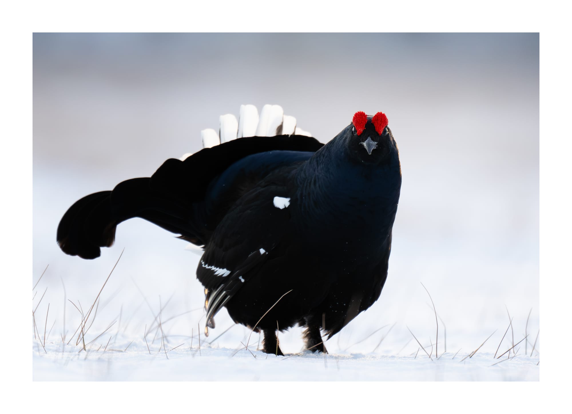 Black Grouse Lek - Sweden
