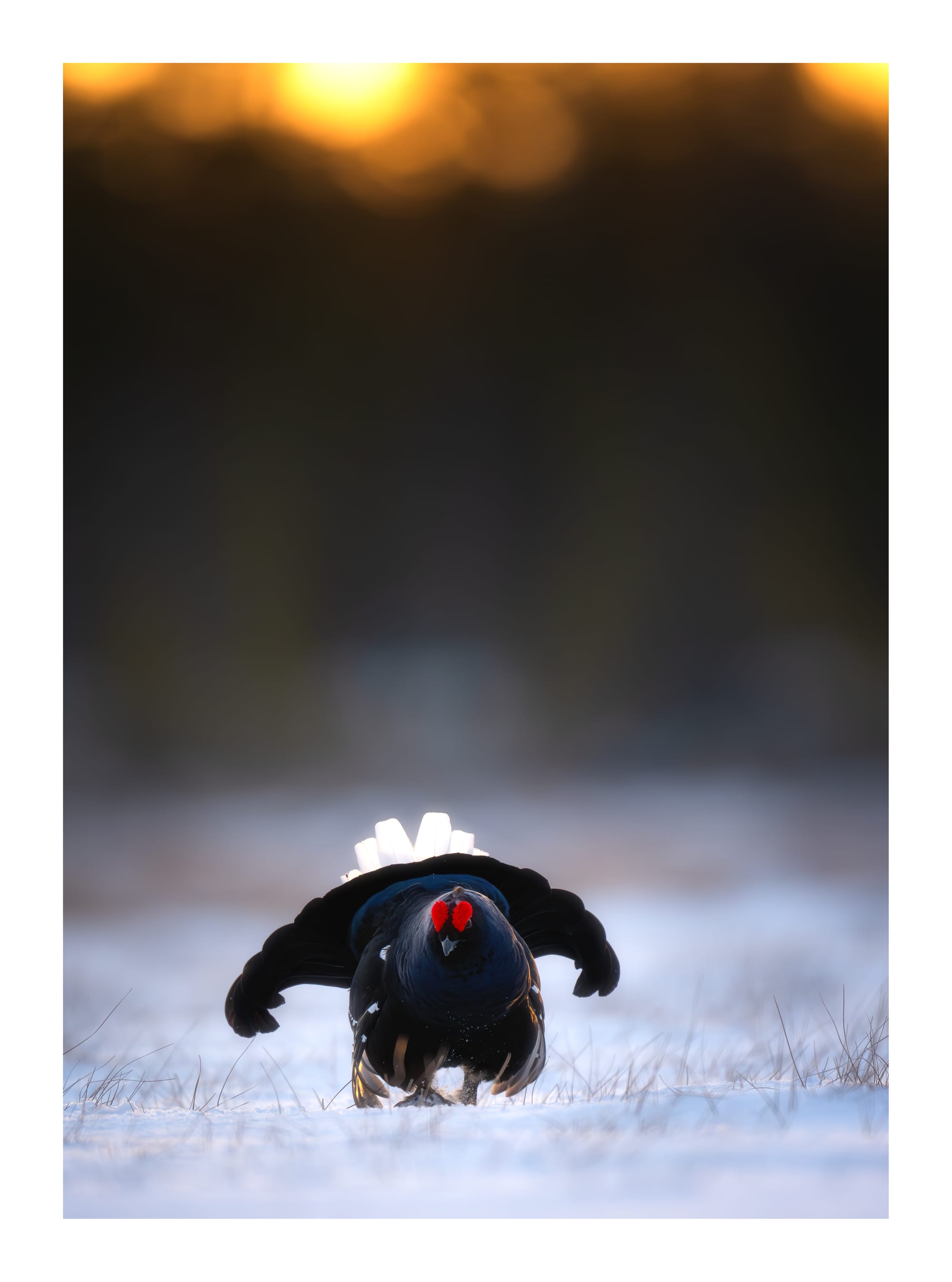 Black Grouse Lek - Sweden