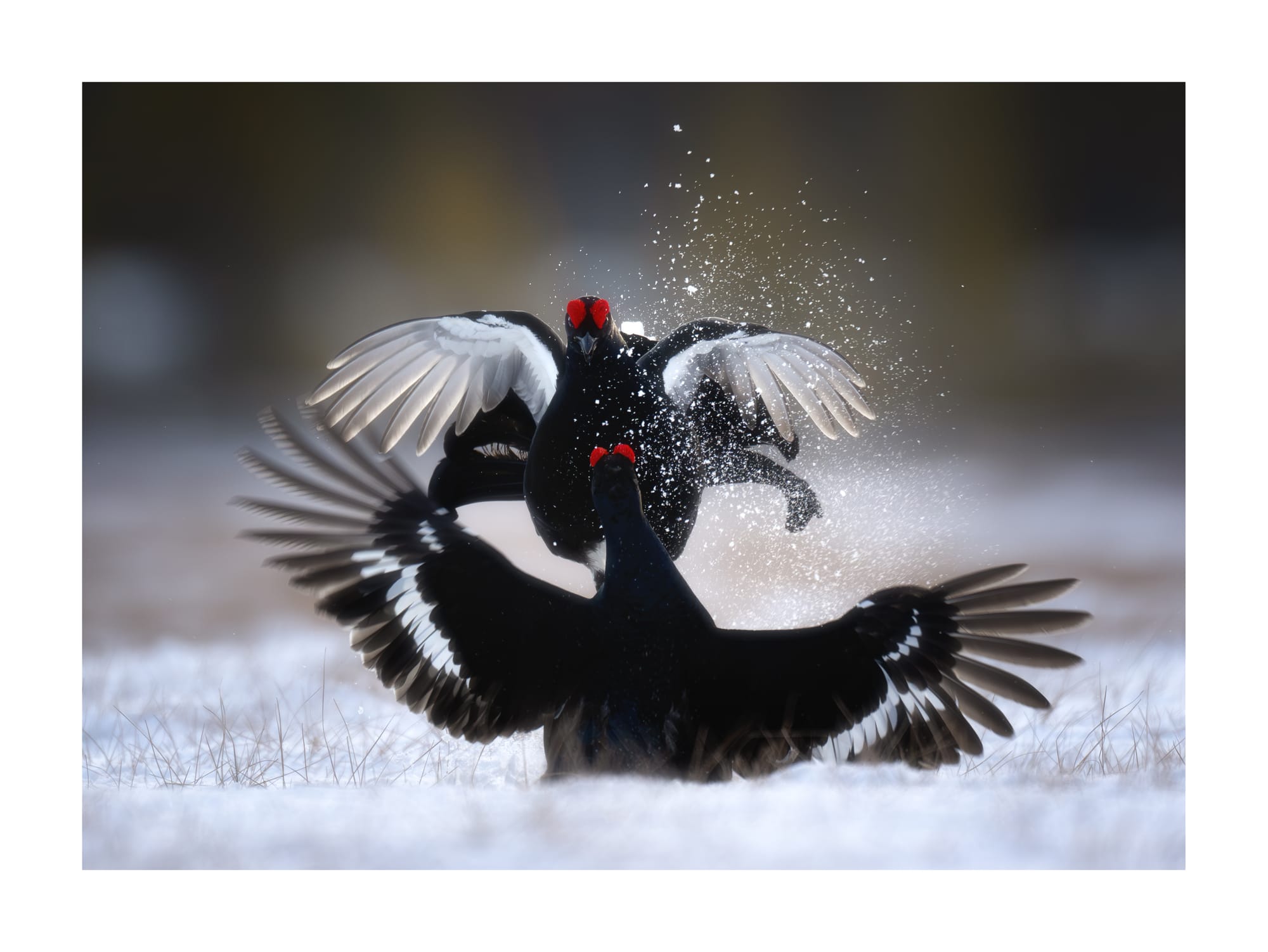 Black Grouse Lek - Sweden