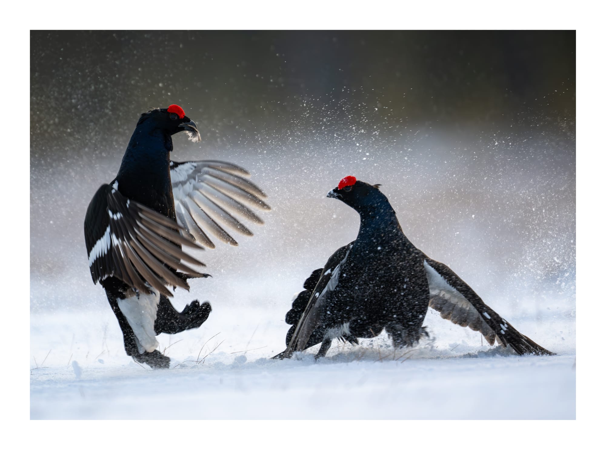 Black Grouse Lek - Sweden