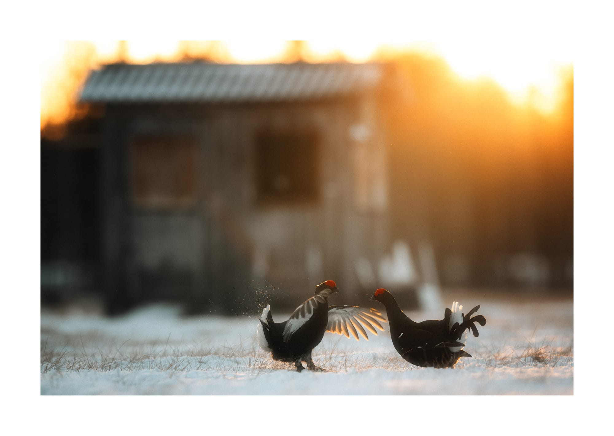 Black Grouse Lek - Sweden