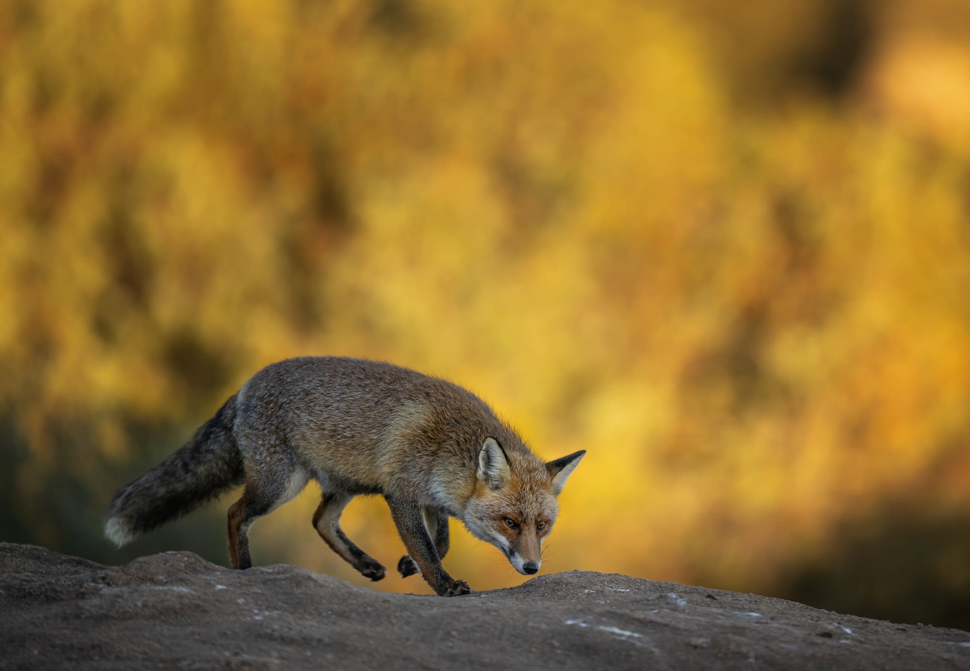 Images from Toledo Province