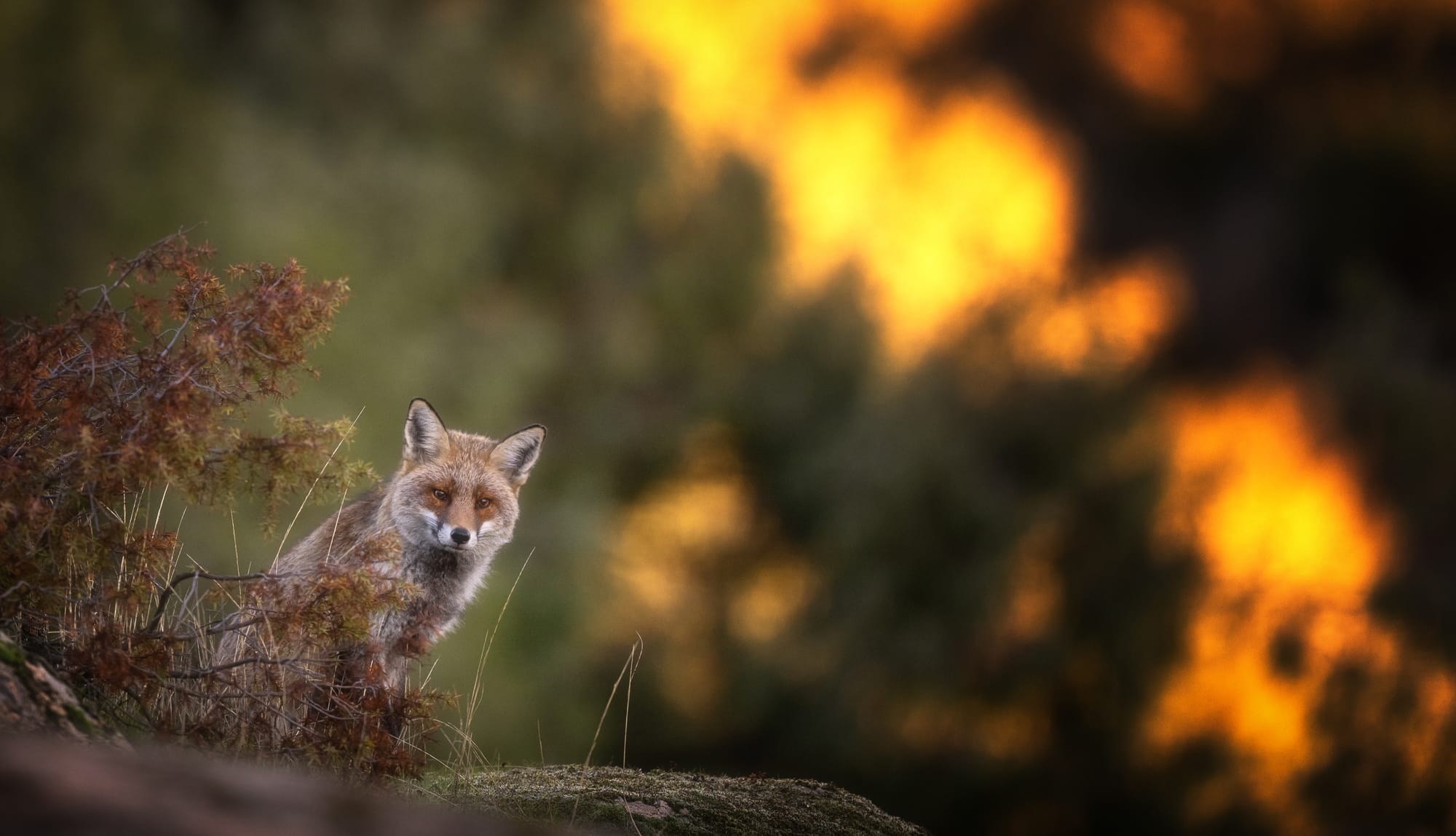 Images from Toledo Province