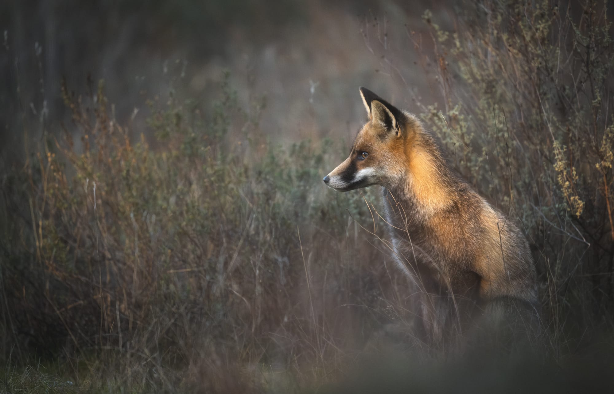 Images from Toledo Province