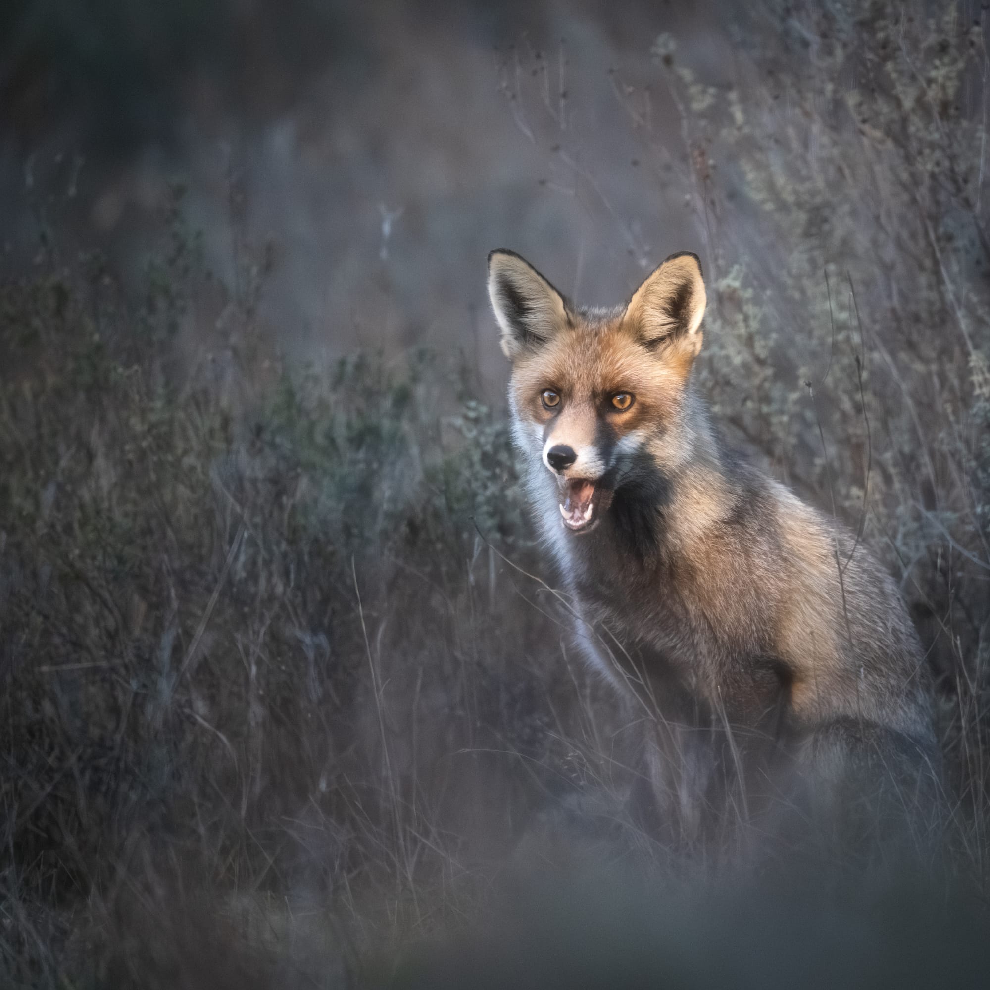 Images from Toledo Province