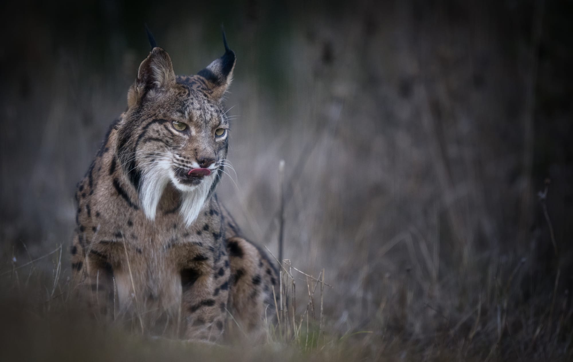 Images from Toledo Province