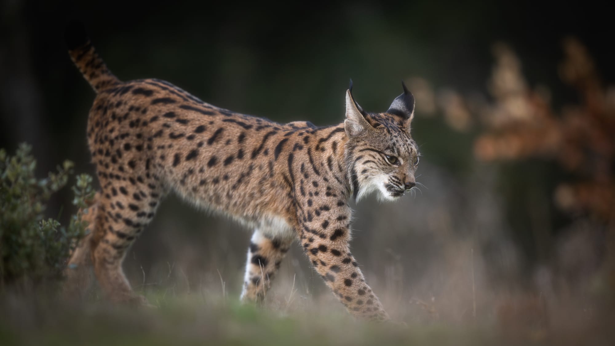 Images from Toledo Province