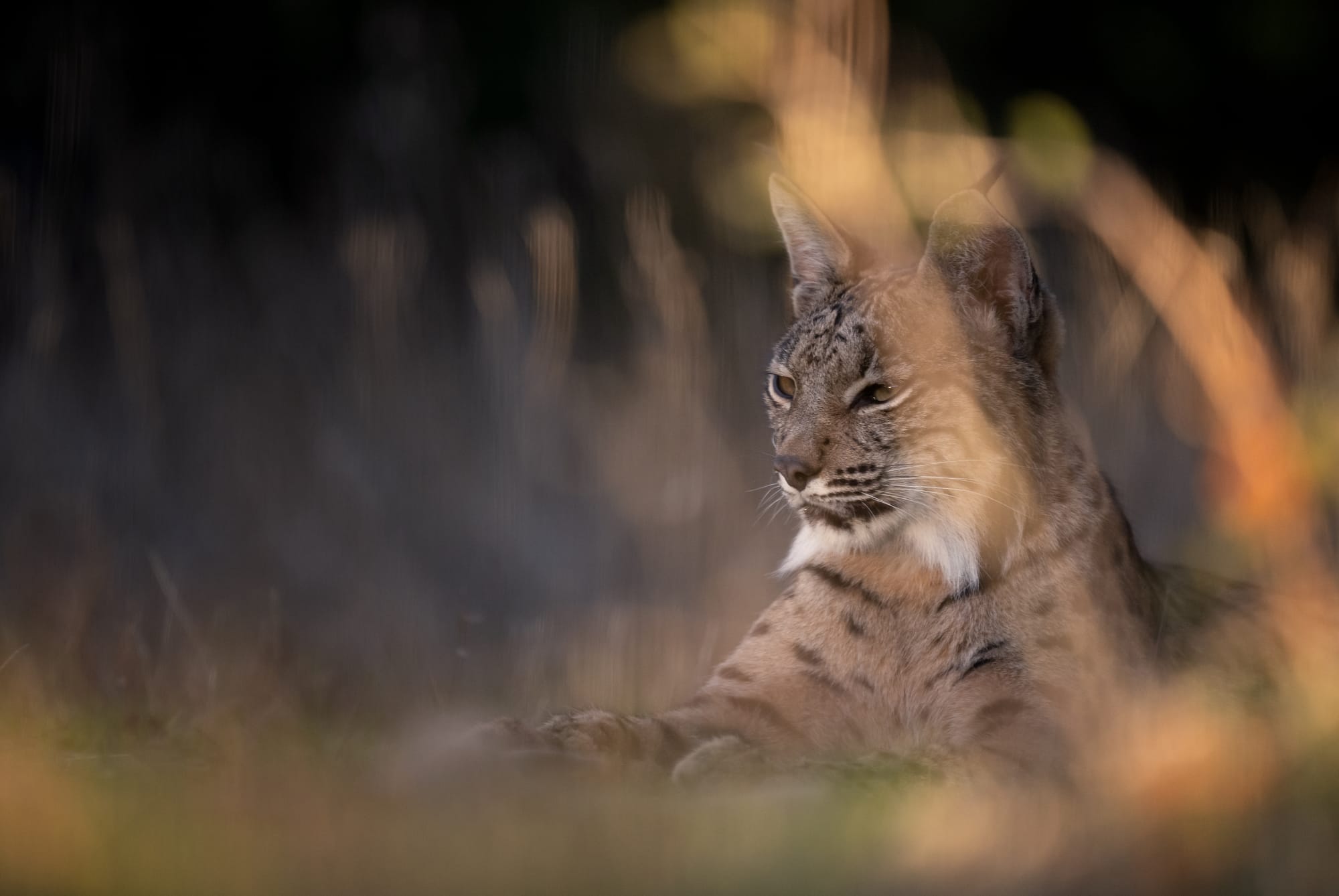 Images from Toledo Province