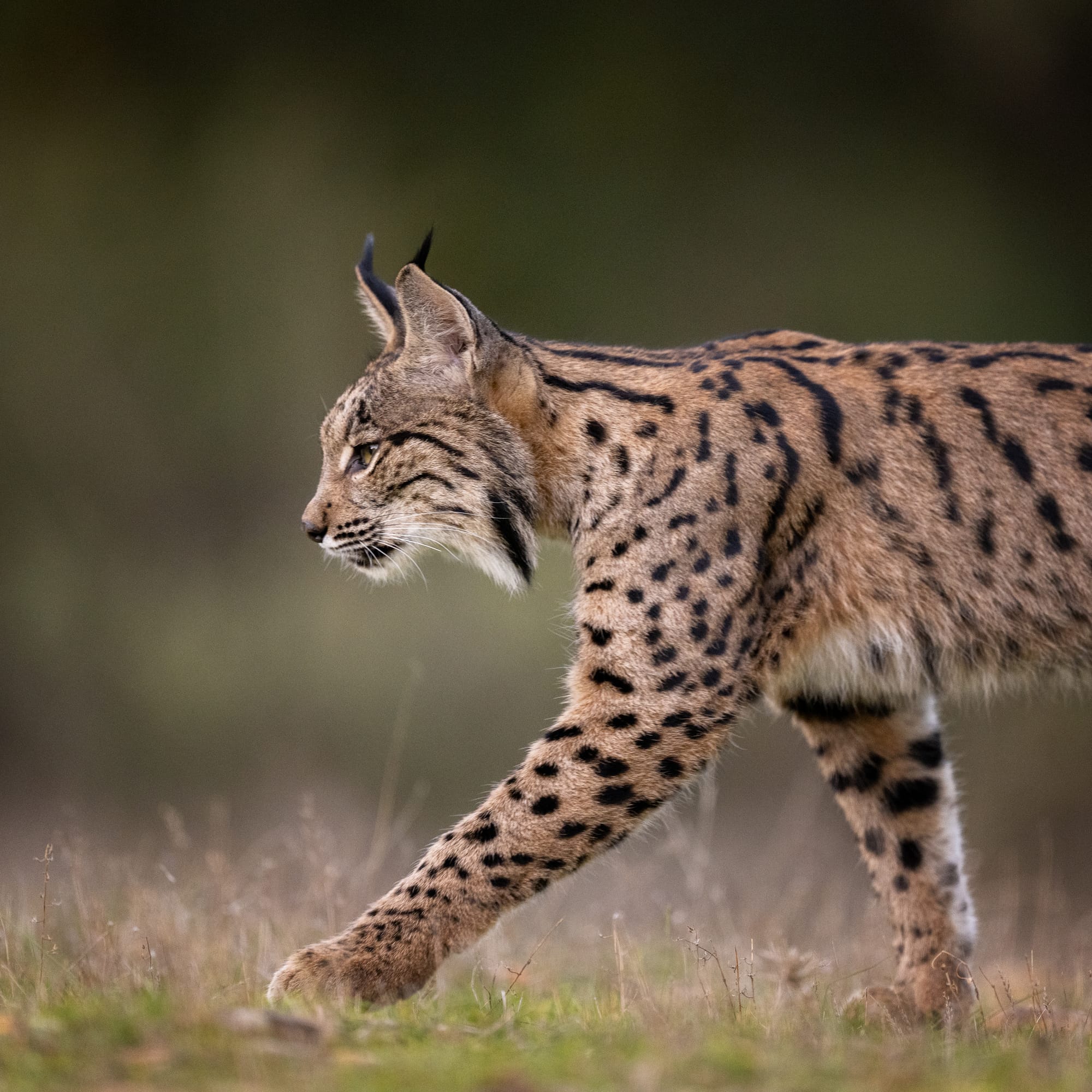 Images from Toledo Province