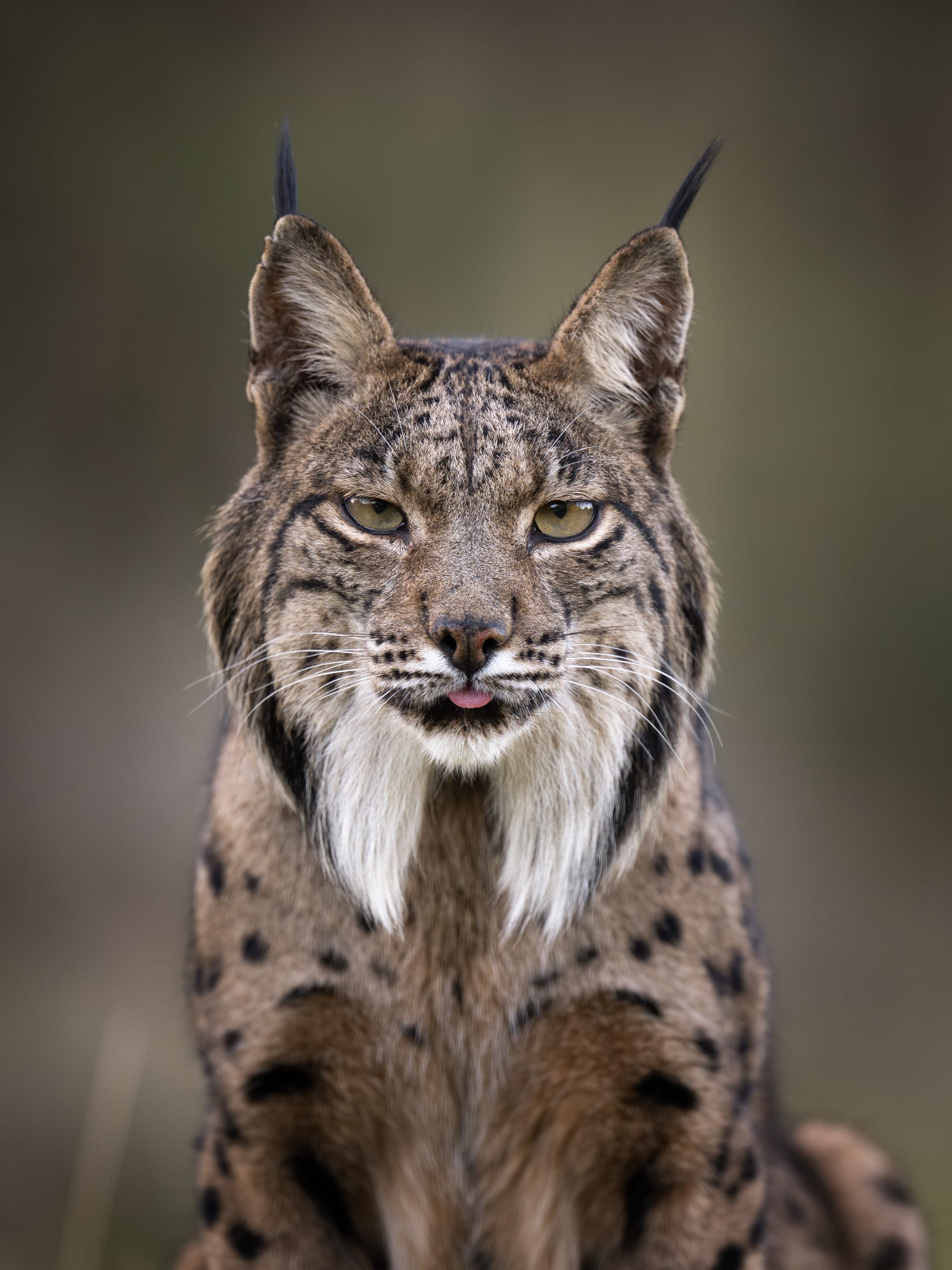 Images from Toledo Province