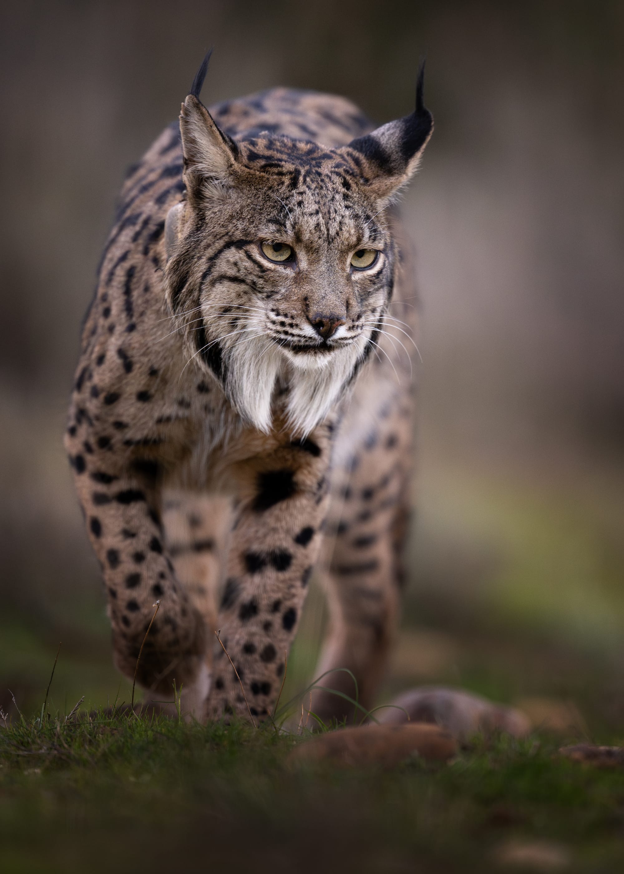 Images from Toledo Province