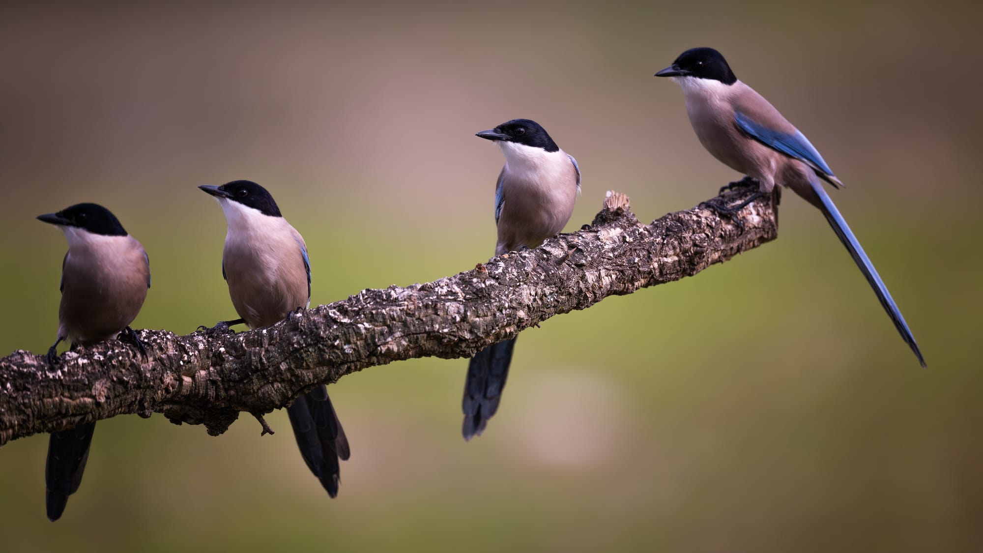 Images from Toledo Province
