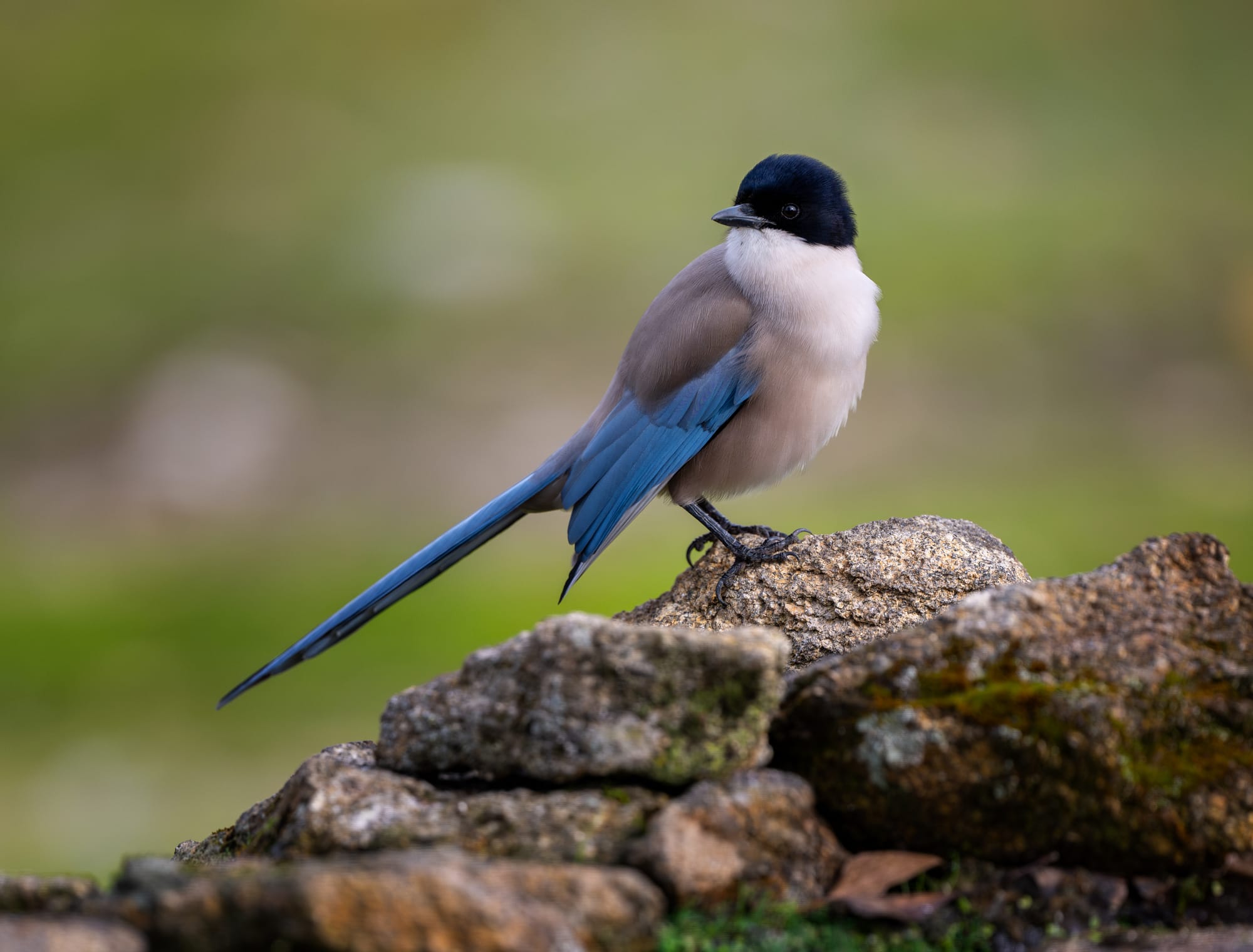 Images from Toledo Province