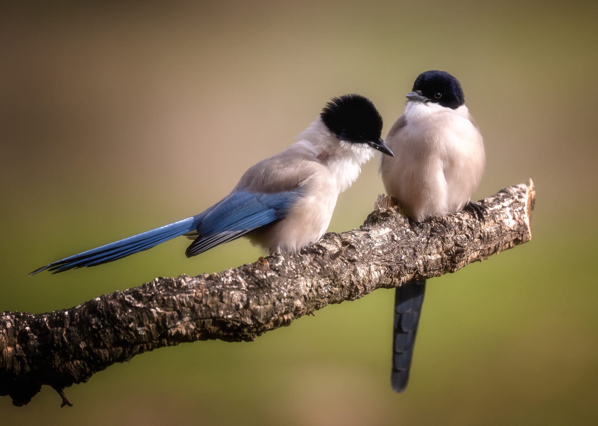 Images from Toledo Province